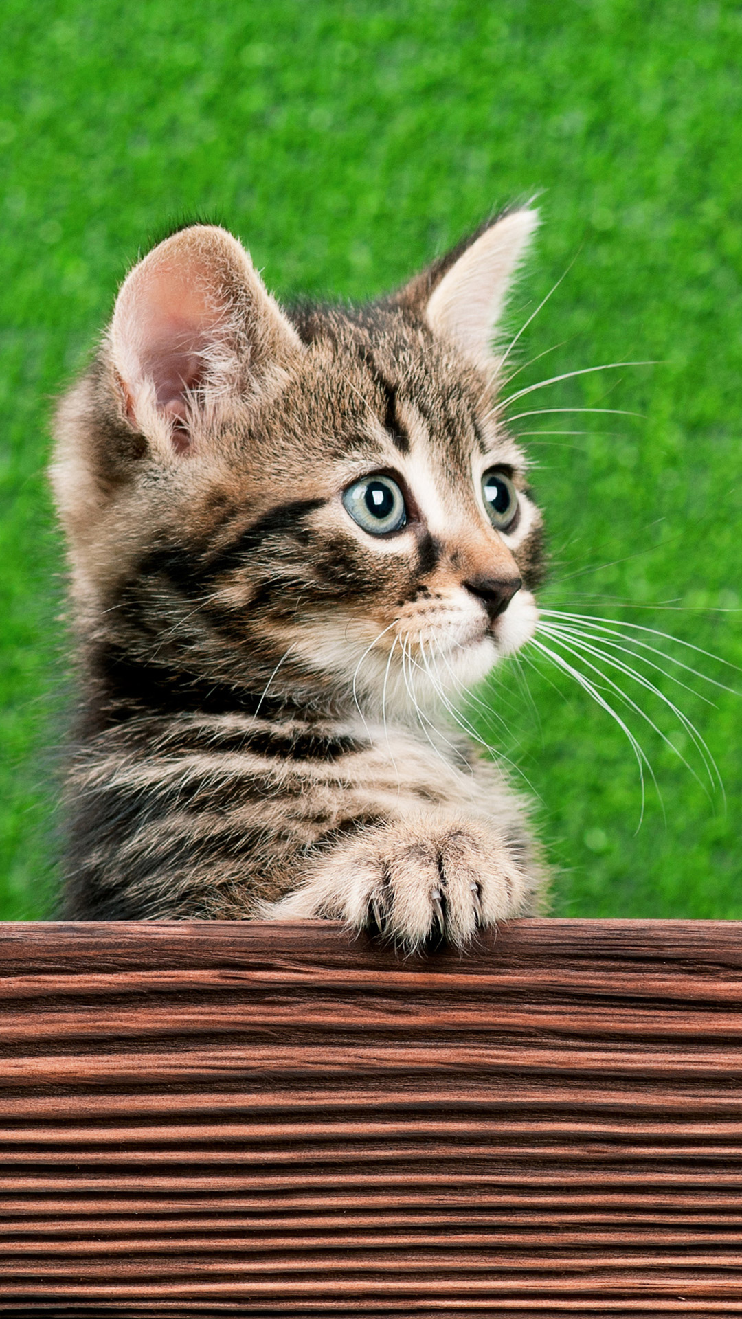 cat wallpaper iphone,cat,mammal,vertebrate,small to medium sized cats,whiskers