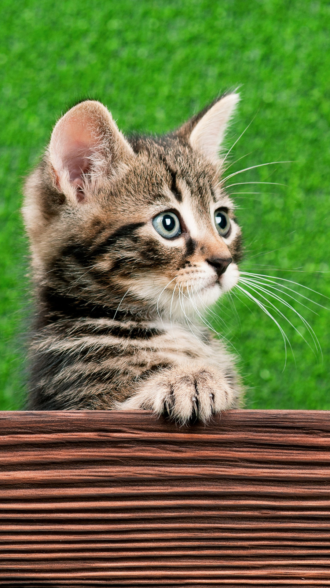 고양이 배경 아이폰,고양이,중소형 고양이,구레나룻,felidae,얼룩 고양이