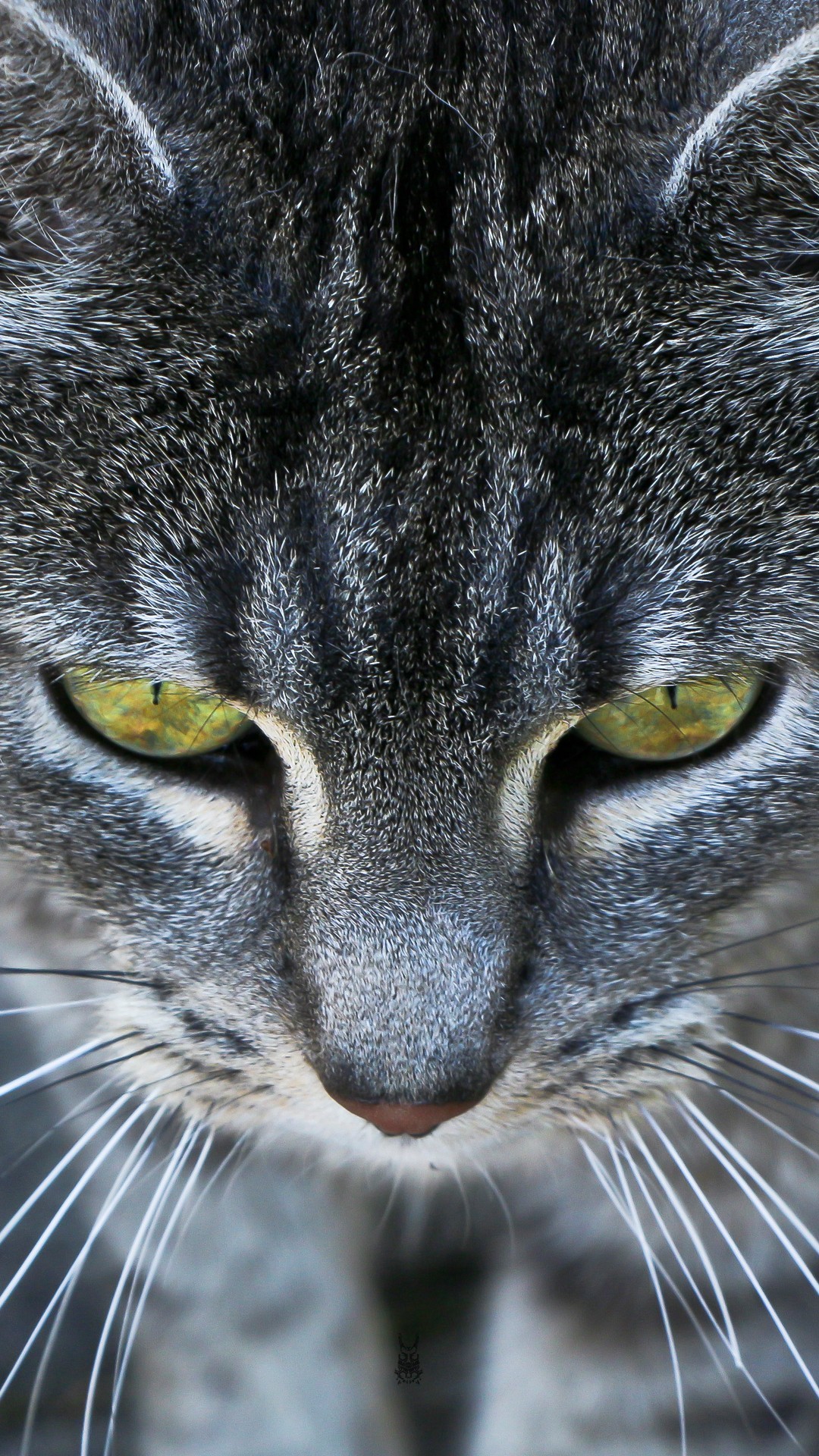 gato fondos de pantalla iphone,gato,bigotes,gatos pequeños a medianos,felidae,de cerca