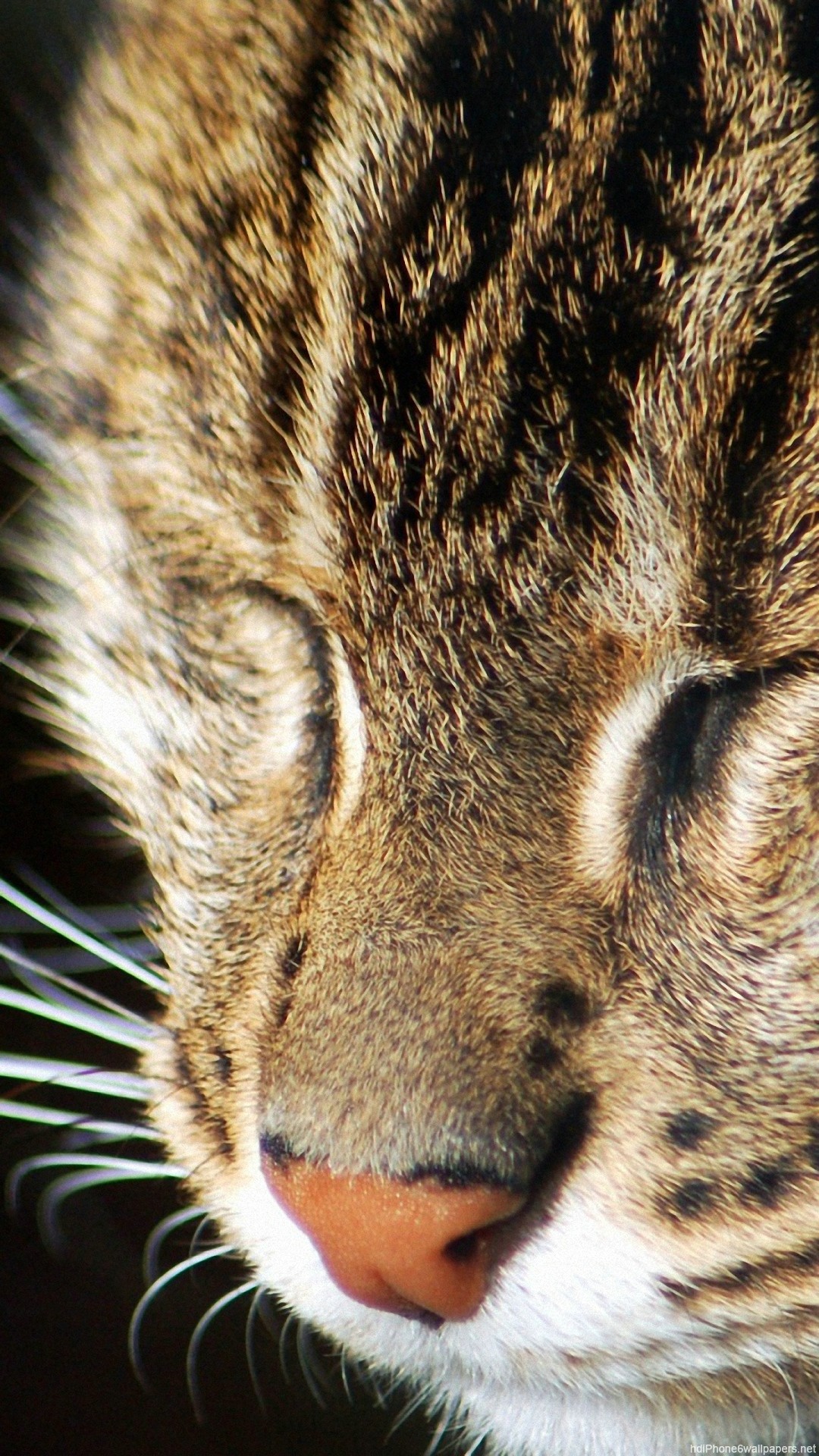 cat wallpaper iphone,mammal,cat,vertebrate,whiskers,small to medium sized cats