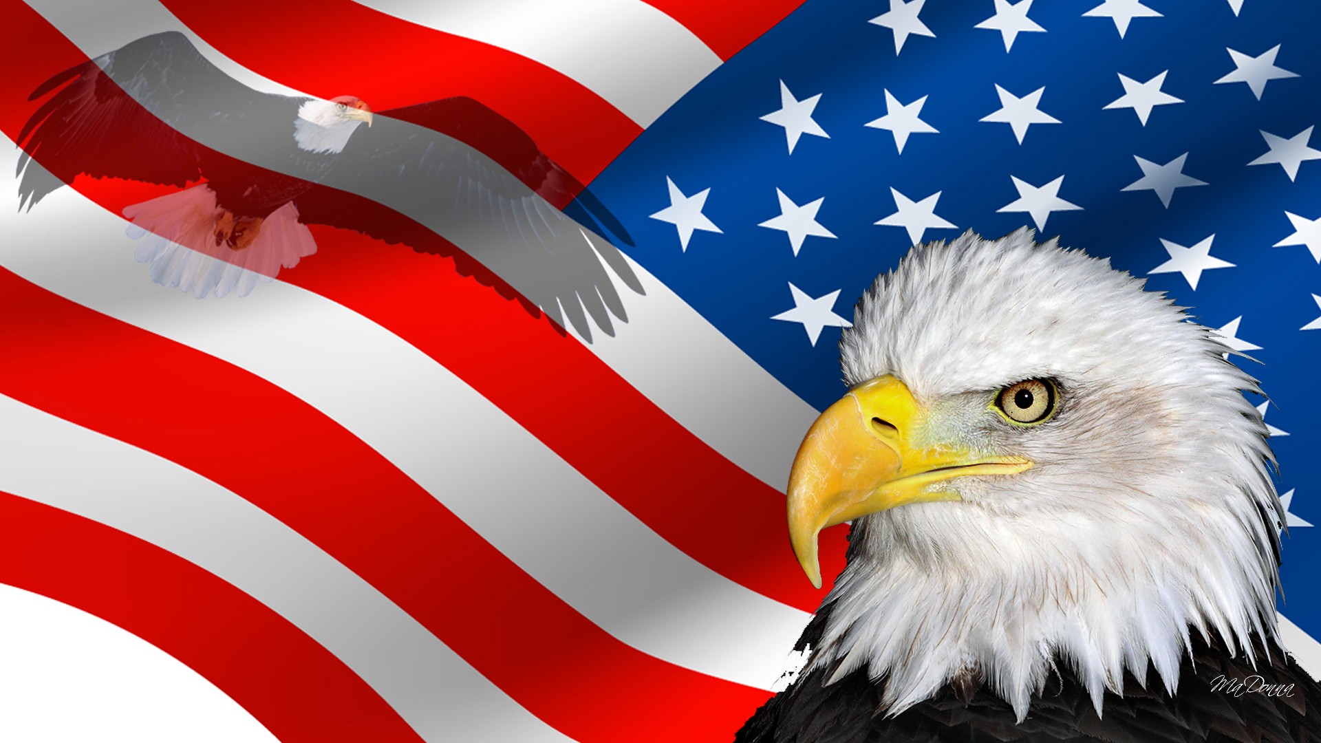 usa wallpaper,weißkopfseeadler,flagge der vereinigten staaten,adler,raubvogel,accipitridae