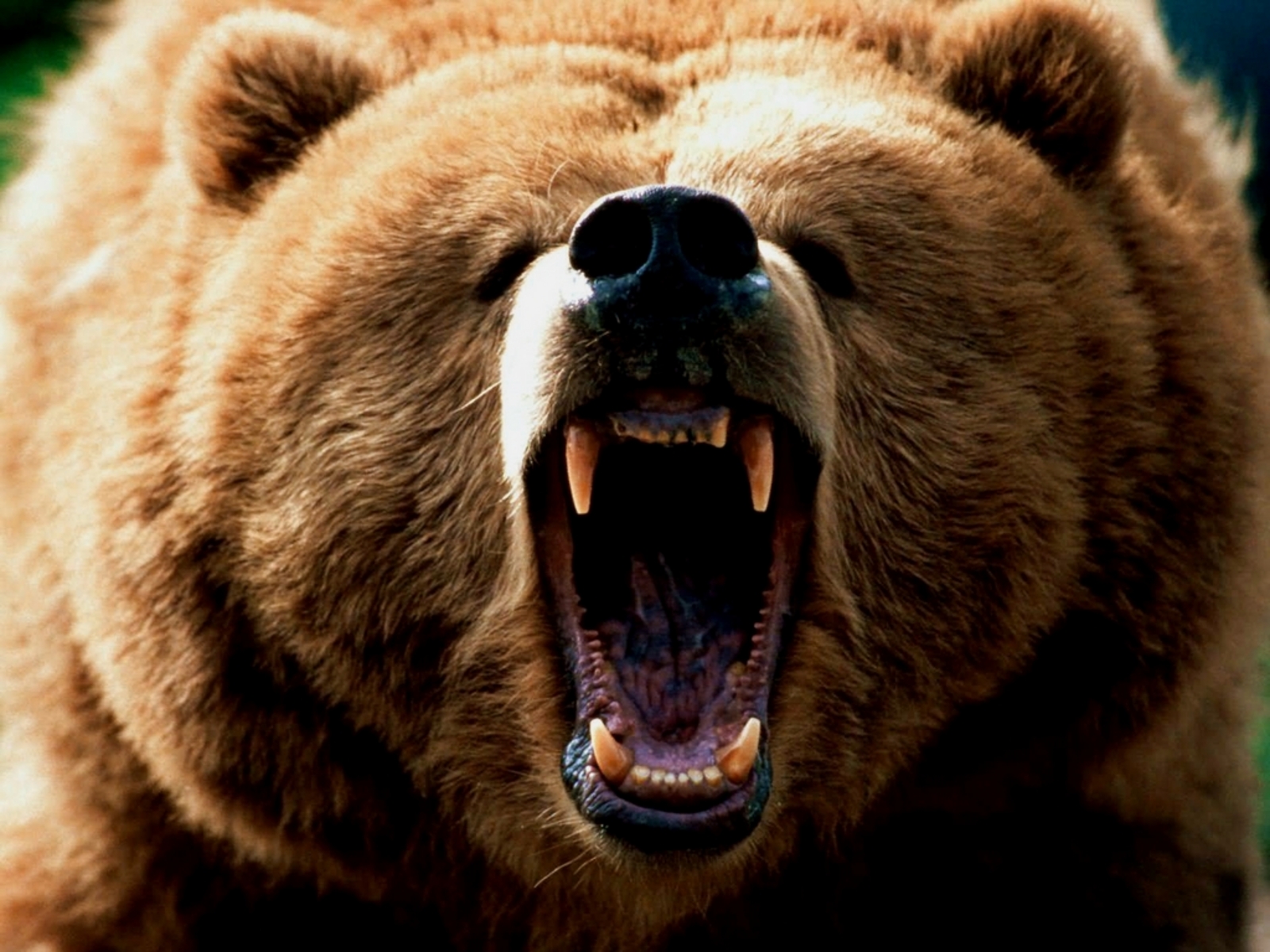 bear wallpaper,brown bear,mammal,vertebrate,terrestrial animal,grizzly bear