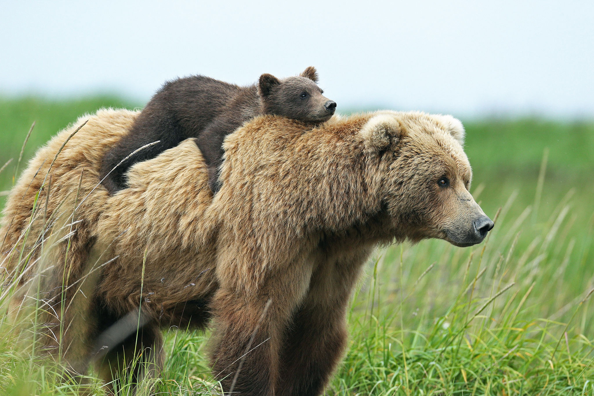 papier peint ours,ours brun,animal terrestre,grizzly,ours,faune