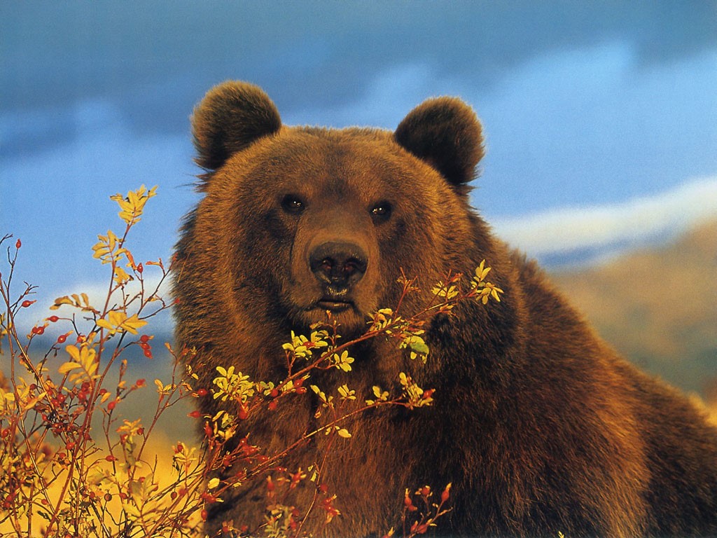 곰 벽지,갈색 곰,곰,회색 곰,지상파 동물,코디 악 곰