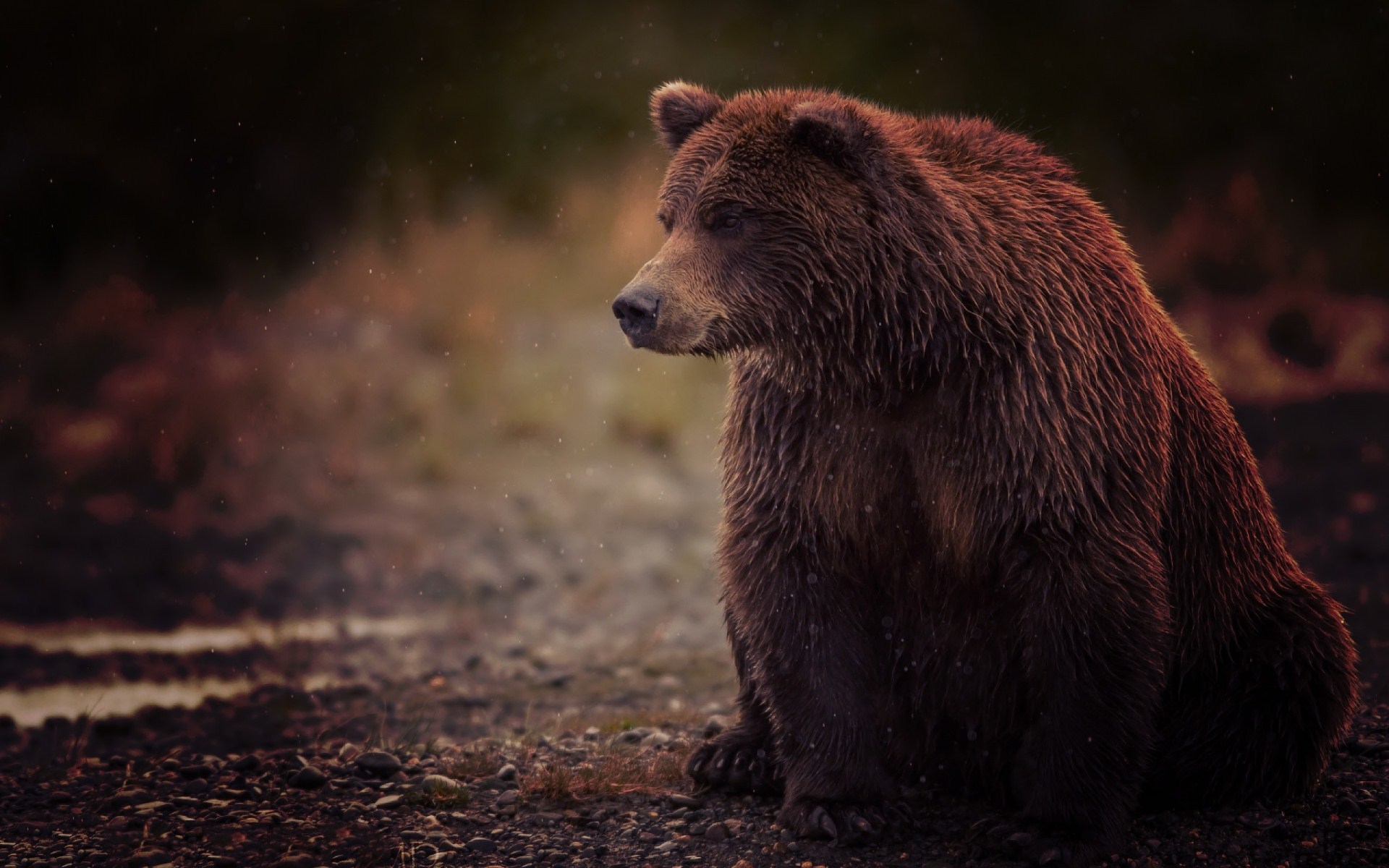 papier peint ours,ours brun,ours,grizzly,animal terrestre,faune