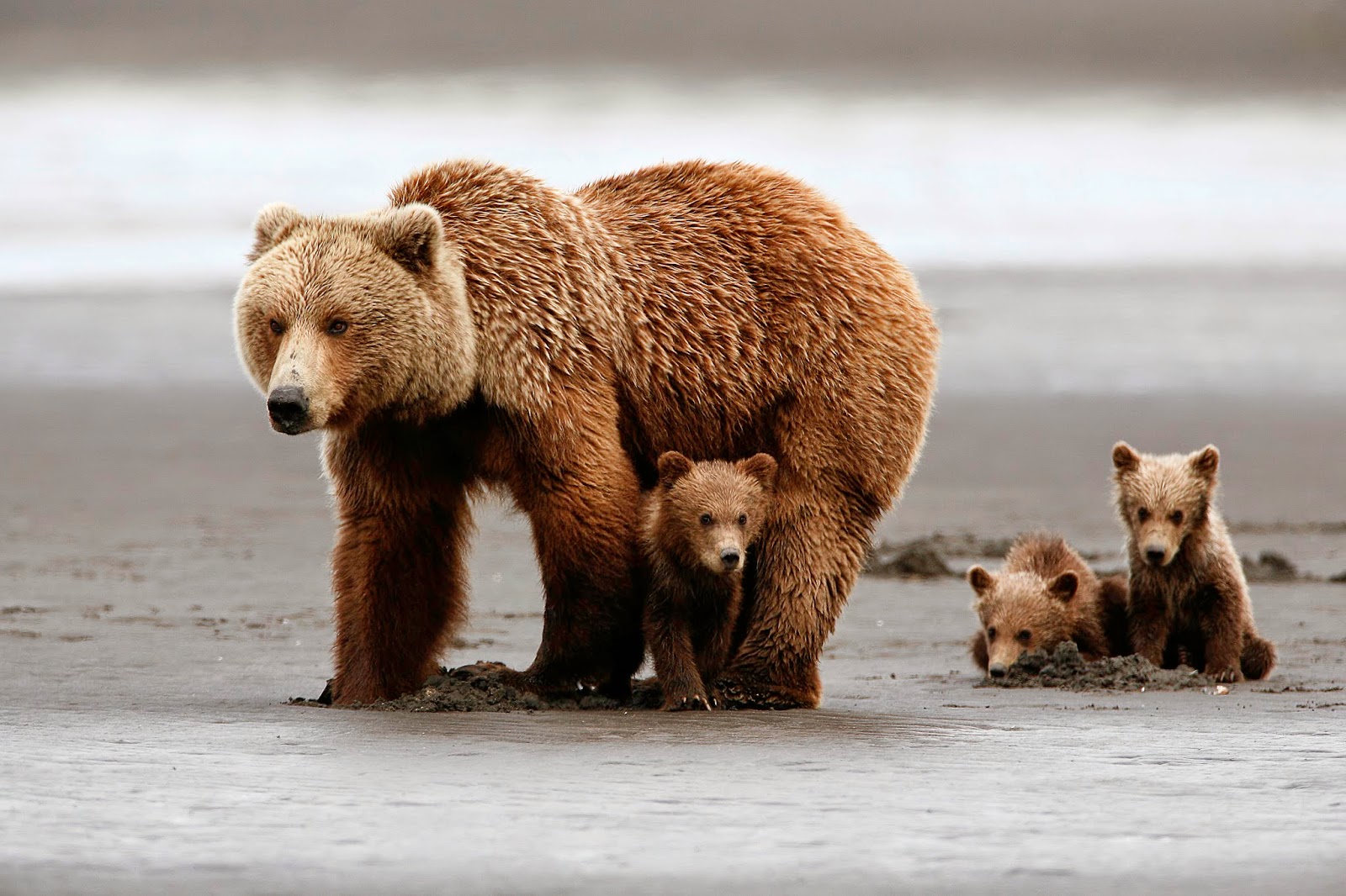 bärentapete,braunbär,grizzlybär,bär,landtier,kodiak bär