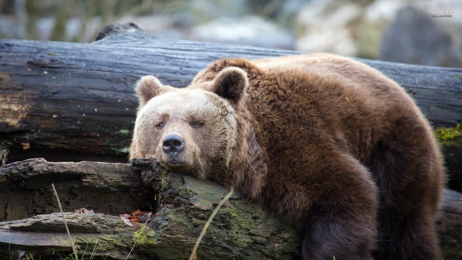 クマの壁紙,ヒグマ,陸生動物,くま,ハイイログマ,コディアックベア