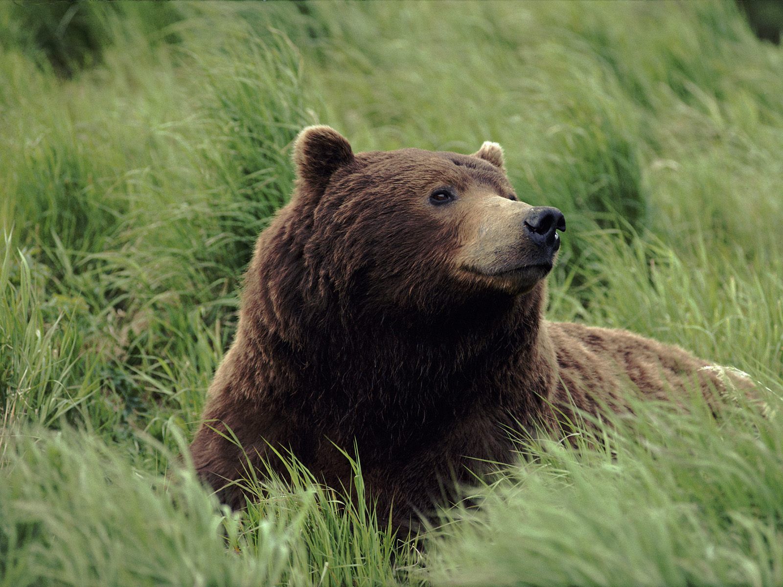 carta da parati dell'orso,orso bruno,animale terrestre,orso grizzly,orso,natura