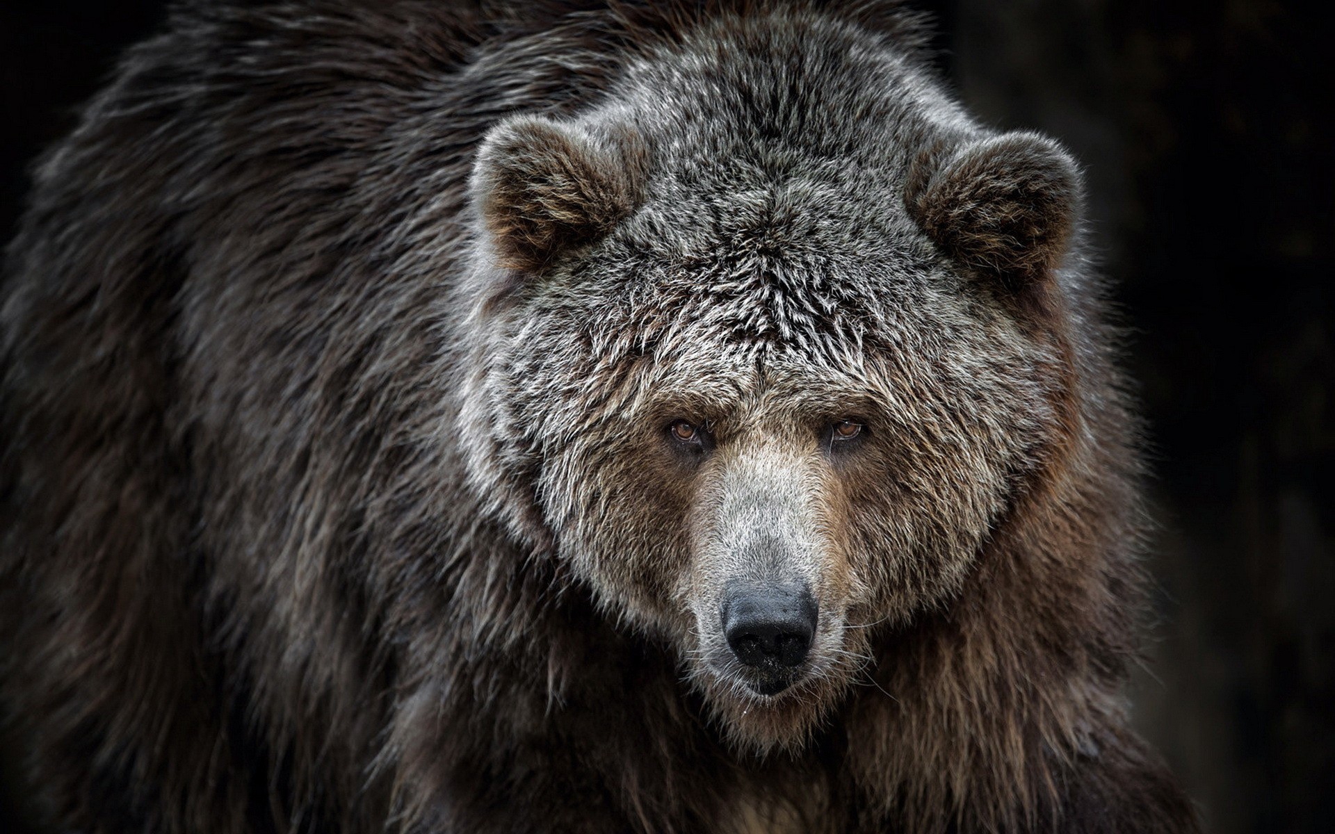 곰 벽지,갈색 곰,곰,회색 곰,지상파 동물,자연