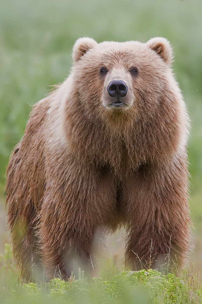 bärentapete,braunbär,landtier,grizzlybär,bär,kodiak bär