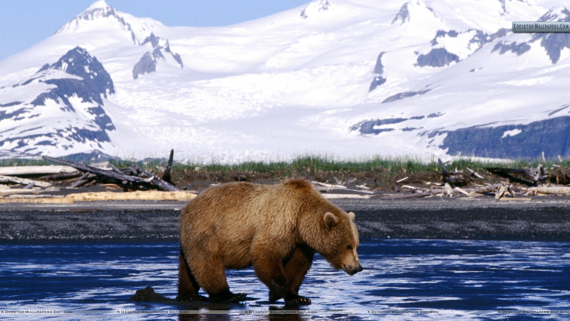 papier peint ours,grizzly,paysage naturel,faune,ours brun,ours