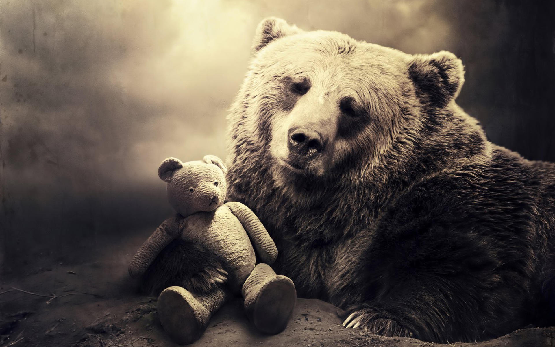 Teddy Bear Vs Grizzly Bear WallpaperUse