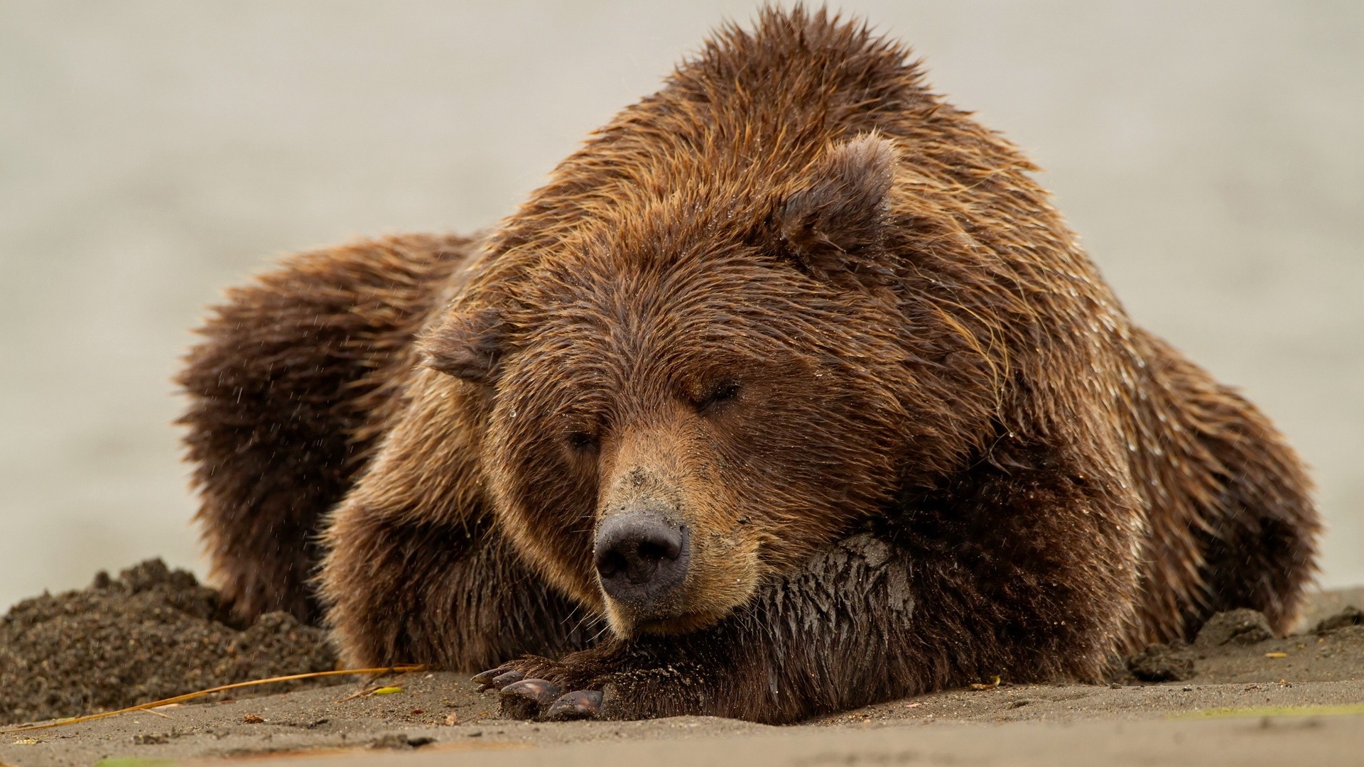 papier peint ours,ours brun,animal terrestre,grizzly,ours,faune