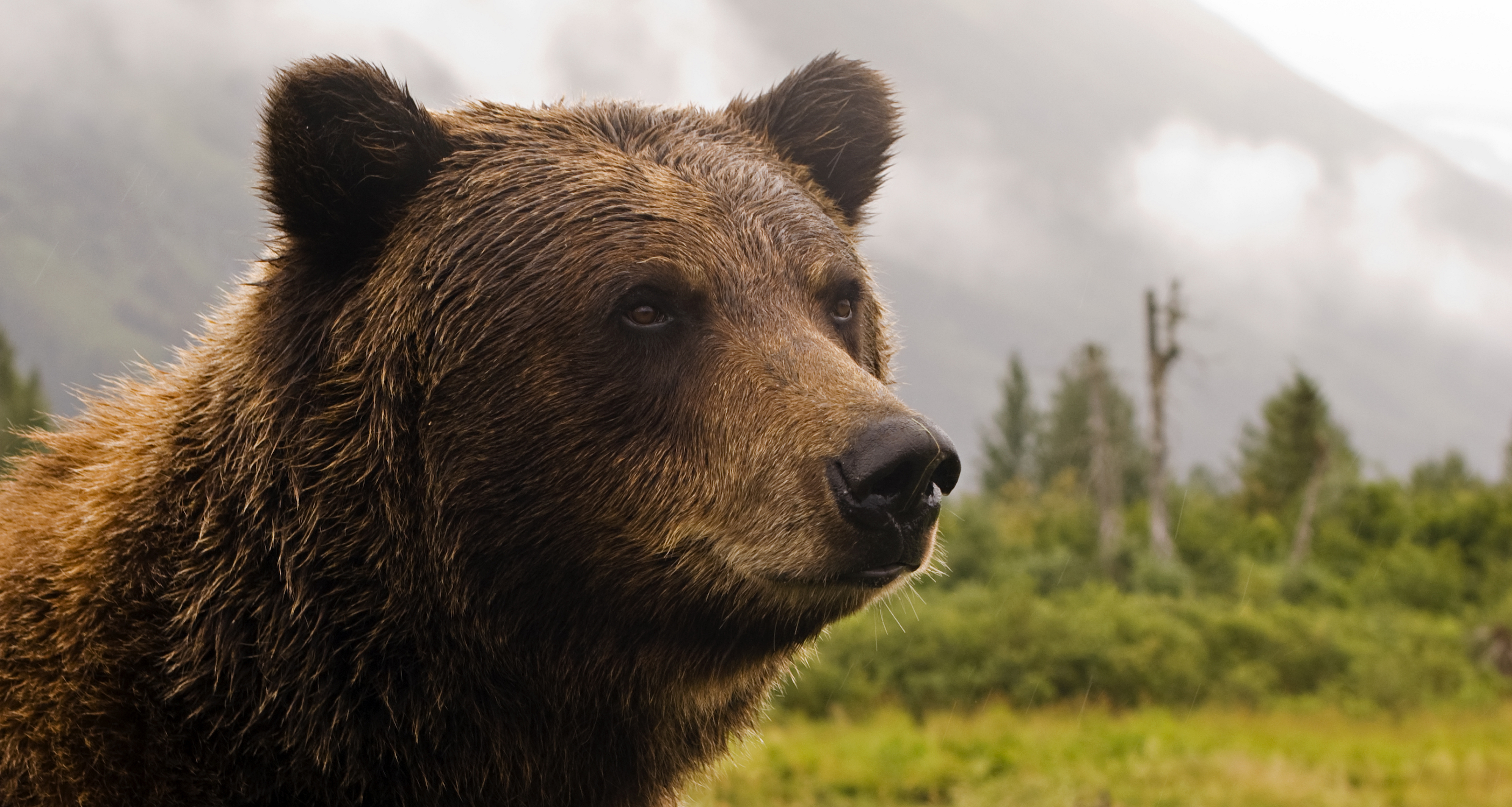 bärentapete,braunbär,landtier,grizzlybär,bär,tierwelt