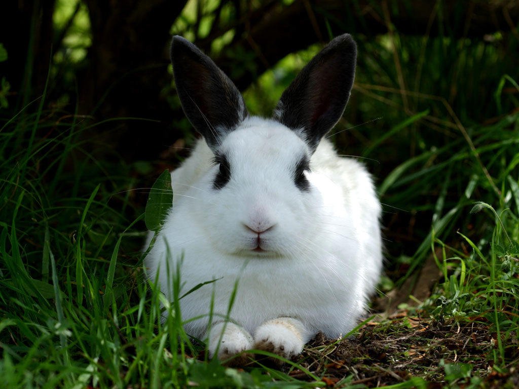 fond d'écran lapin,lapin,lapin domestique,lapins et lièvres,lièvre,herbe