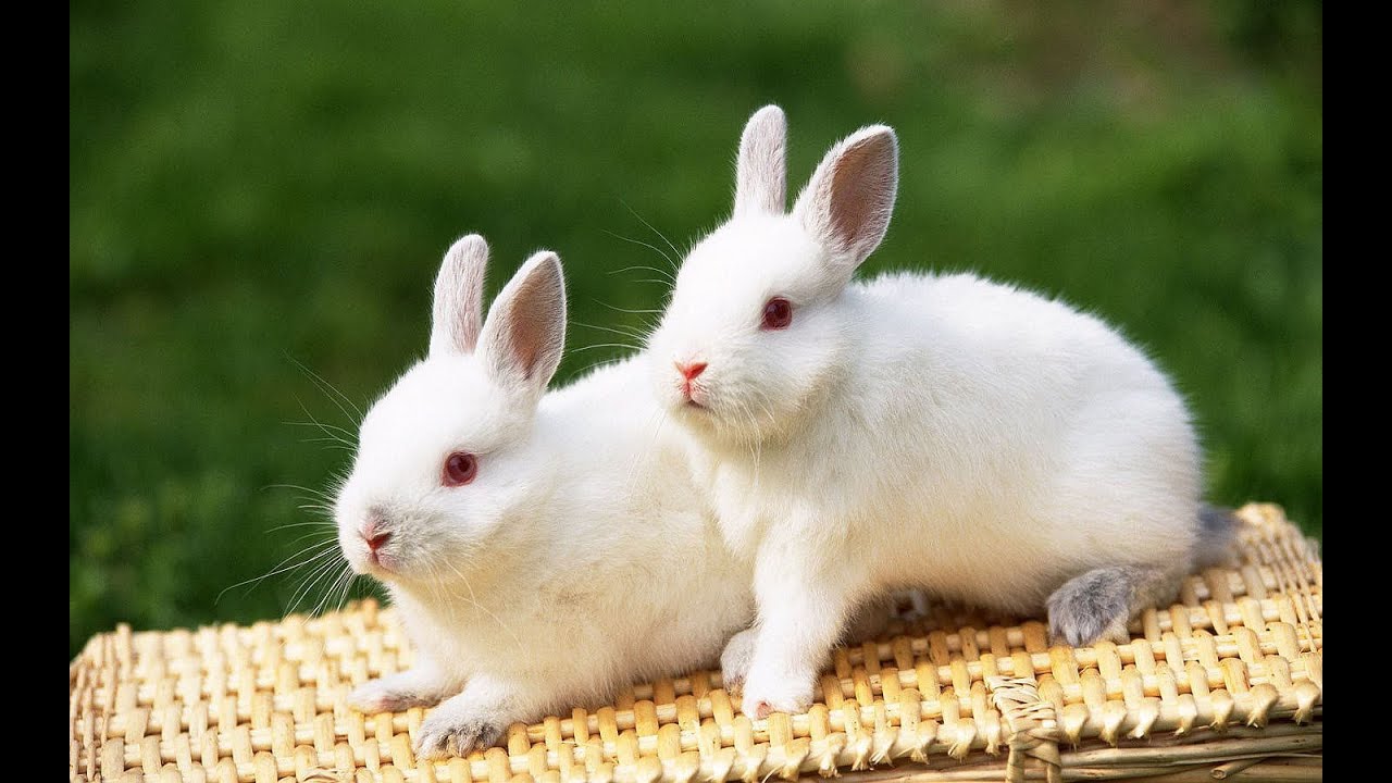 토끼 벽지,토끼,국내 토끼,토끼와 토끼,토끼,구레나룻