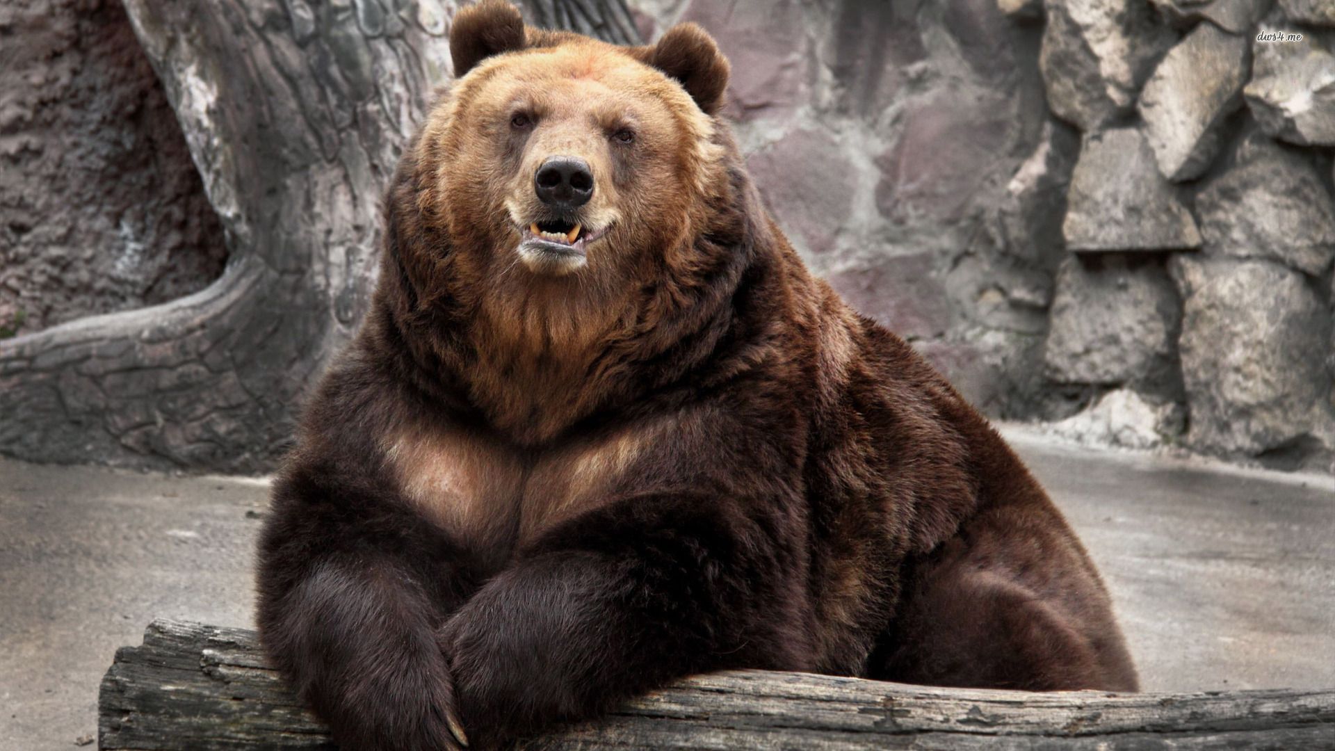 oso fondo de pantalla,oso café,oso grizzly,animal terrestre,oso,oso kodiak
