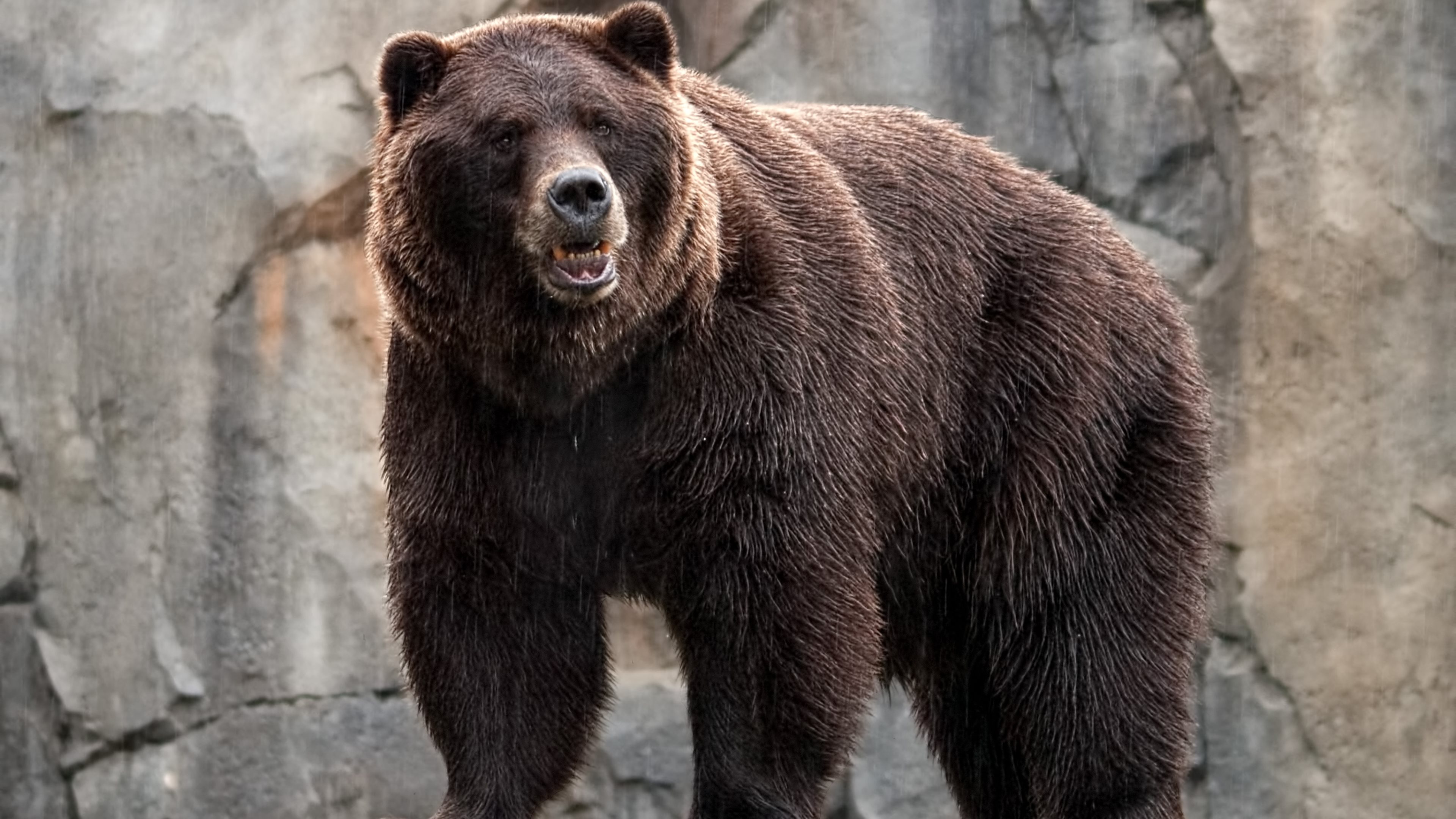 papier peint ours,ours brun,ours,animal terrestre,grizzly,ours noir américain