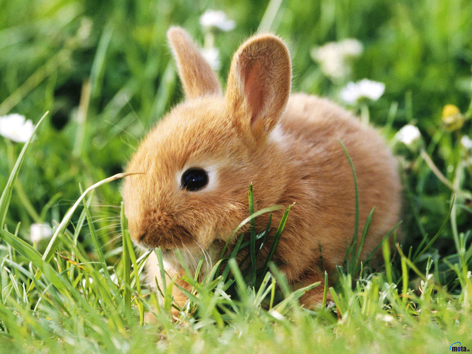 fond d'écran lapin,lapin,lapin domestique,lapins et lièvres,lièvre,herbe