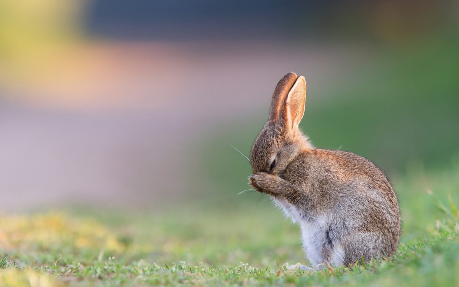 토끼 벽지,토끼,국내 토끼,토끼와 토끼,토끼,야생 동물