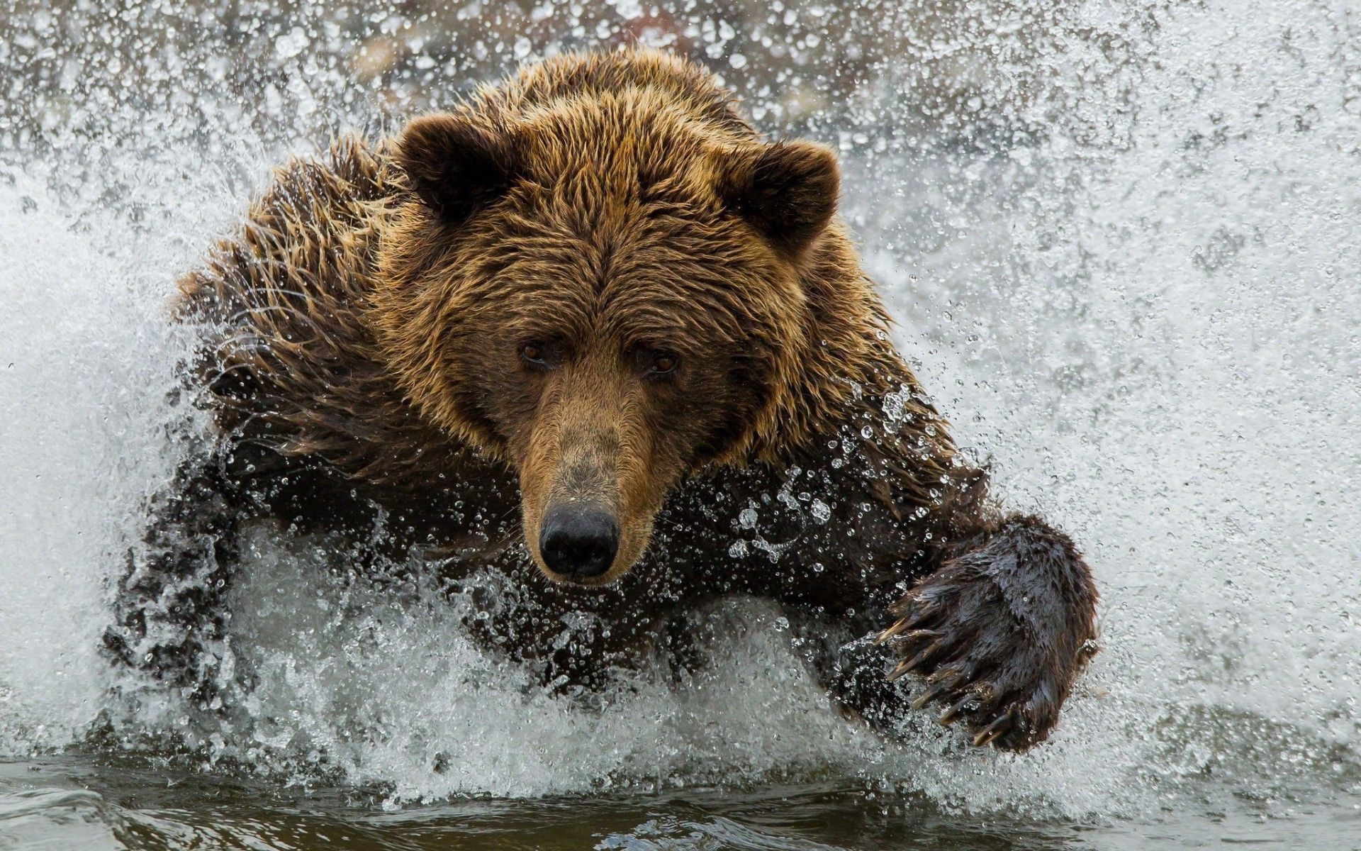 bear wallpaper,brown bear,mammal,vertebrate,grizzly bear,bear