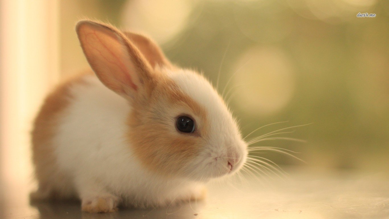 토끼 벽지,토끼,국내 토끼,토끼와 토끼,구레나룻,귀