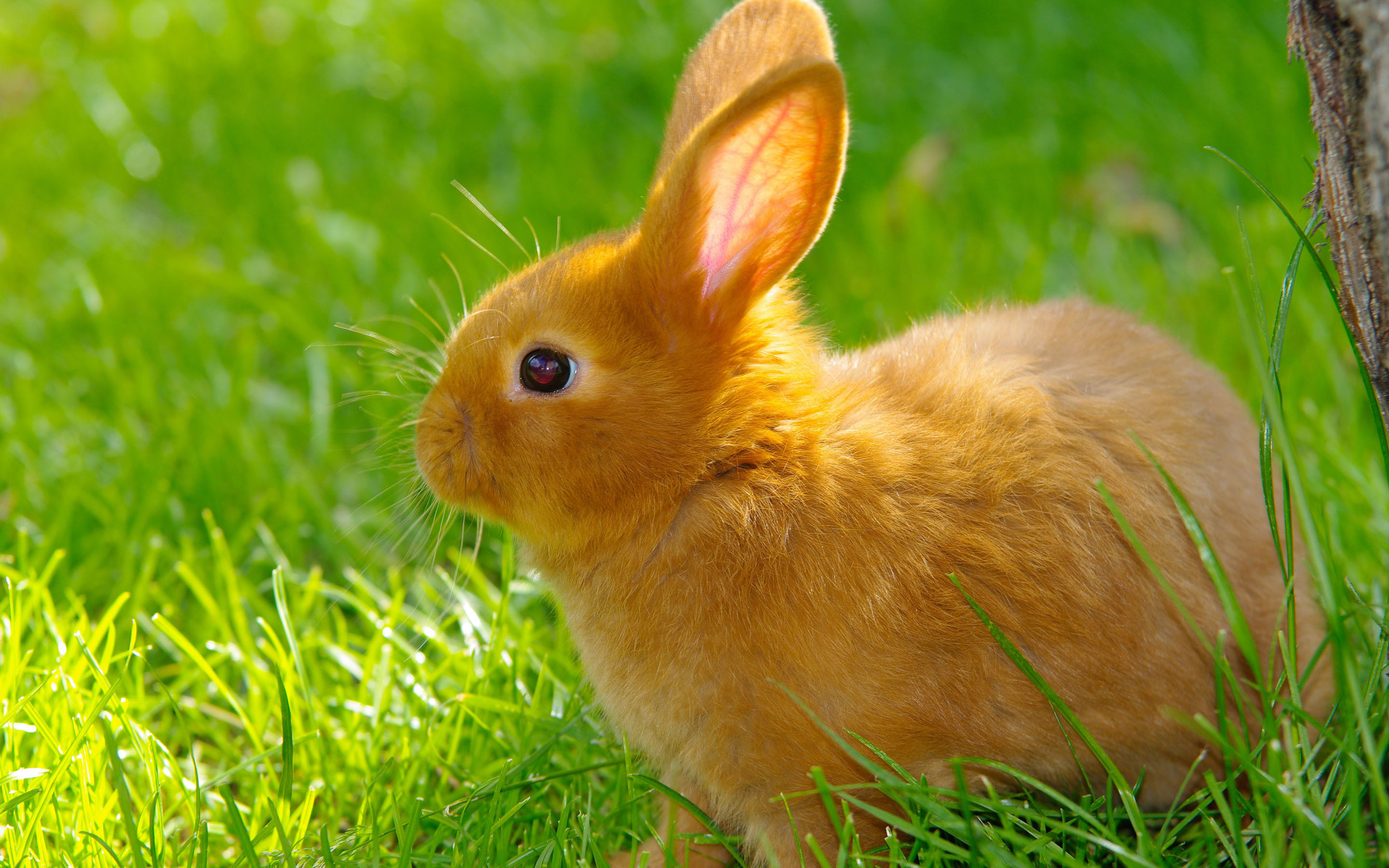토끼 벽지,국내 토끼,토끼,토끼와 토끼,잔디,토끼