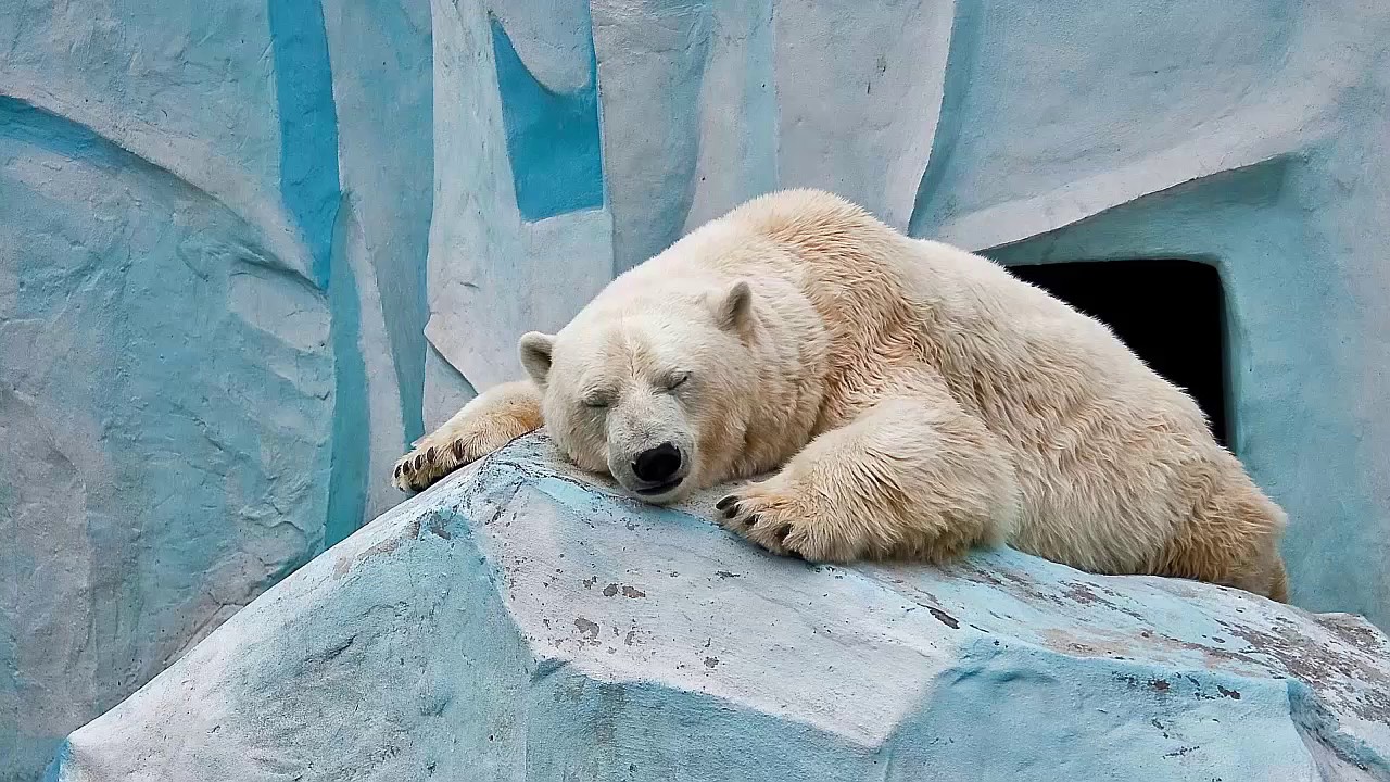 곰 벽지,북극곰,곰,북극곰,지상파 동물,동물원