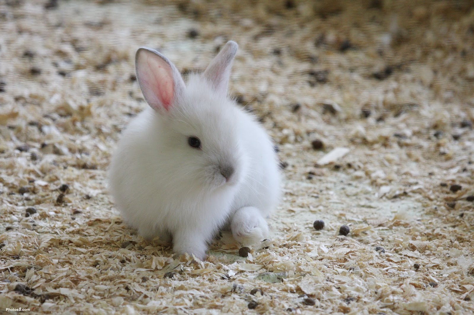토끼 벽지,국내 토끼,토끼,토끼와 토끼,토끼,스노우 슈 헤어