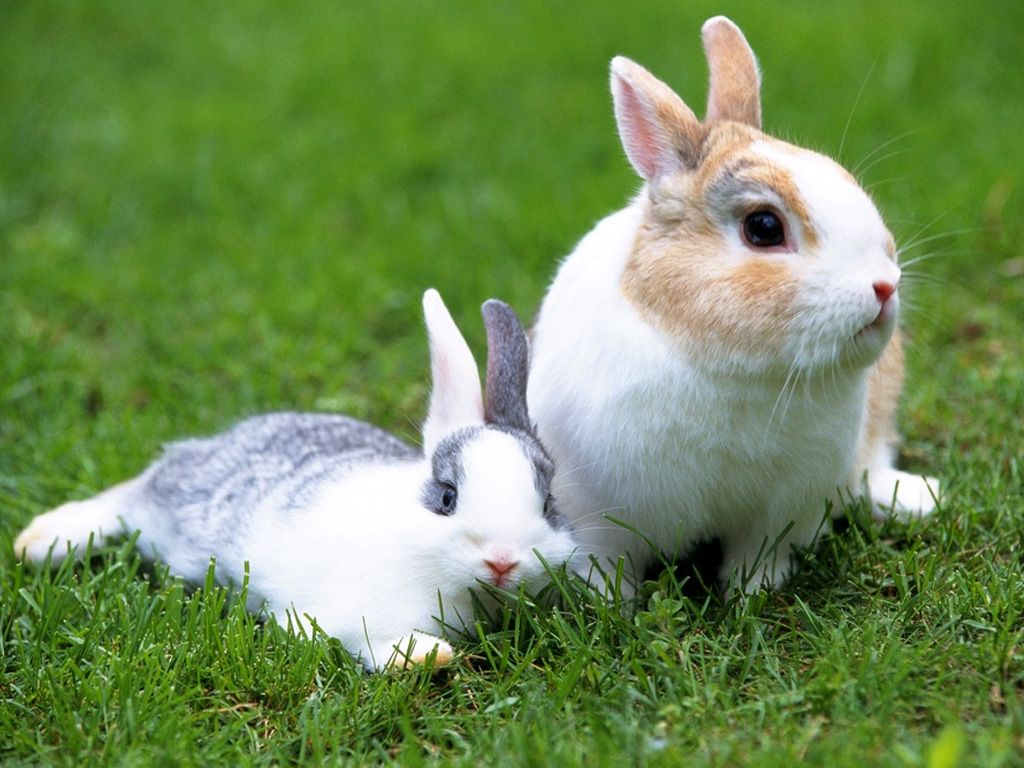 kaninchen tapete,hase,hauskaninchen,kaninchen und hasen,hase,gras