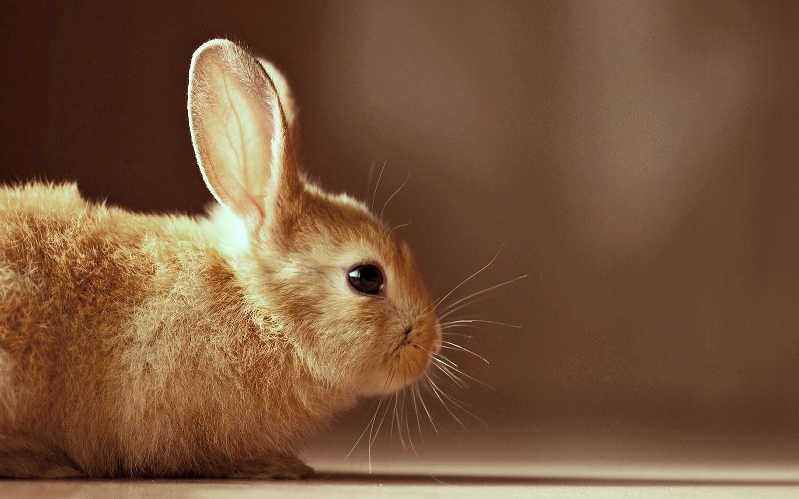 토끼 벽지,국내 토끼,토끼,토끼와 토끼,구레나룻,토끼