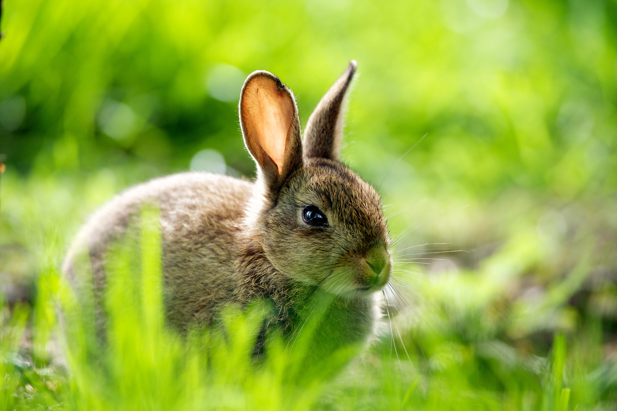 토끼 벽지,국내 토끼,토끼,토끼,토끼와 토끼,야생 동물