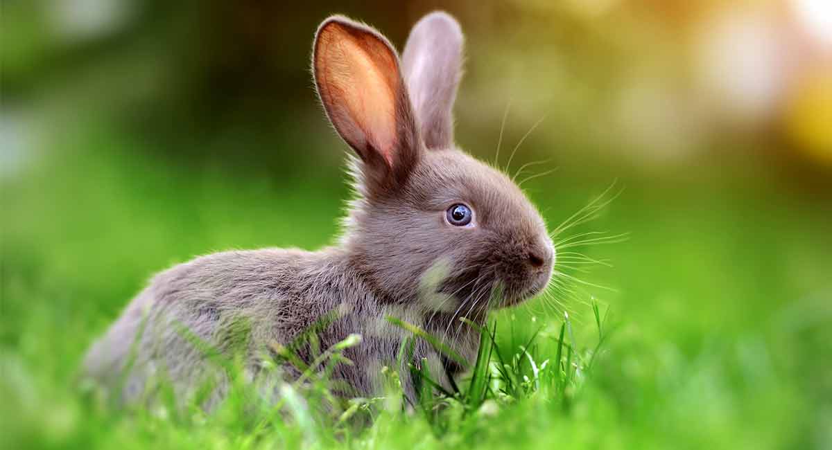 토끼 벽지,국내 토끼,토끼,토끼와 토끼,토끼,잔디