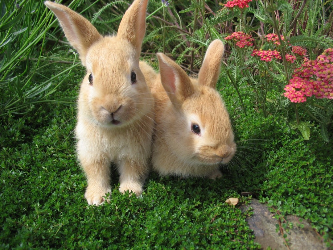 rabbit wallpaper,rabbit,mammal,domestic rabbit,vertebrate,rabbits and hares