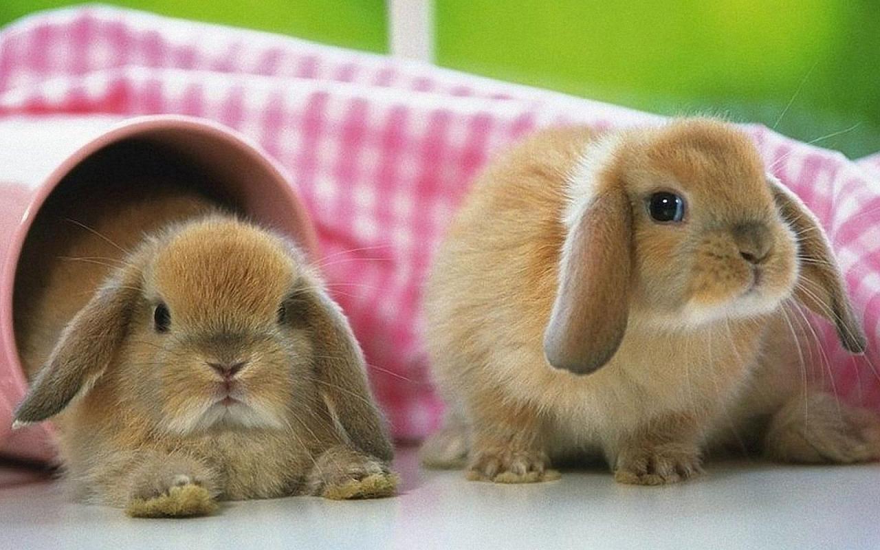 ウサギの壁紙,飼いウサギ,ウサギ,ウサギとウサギ,鼻,耳