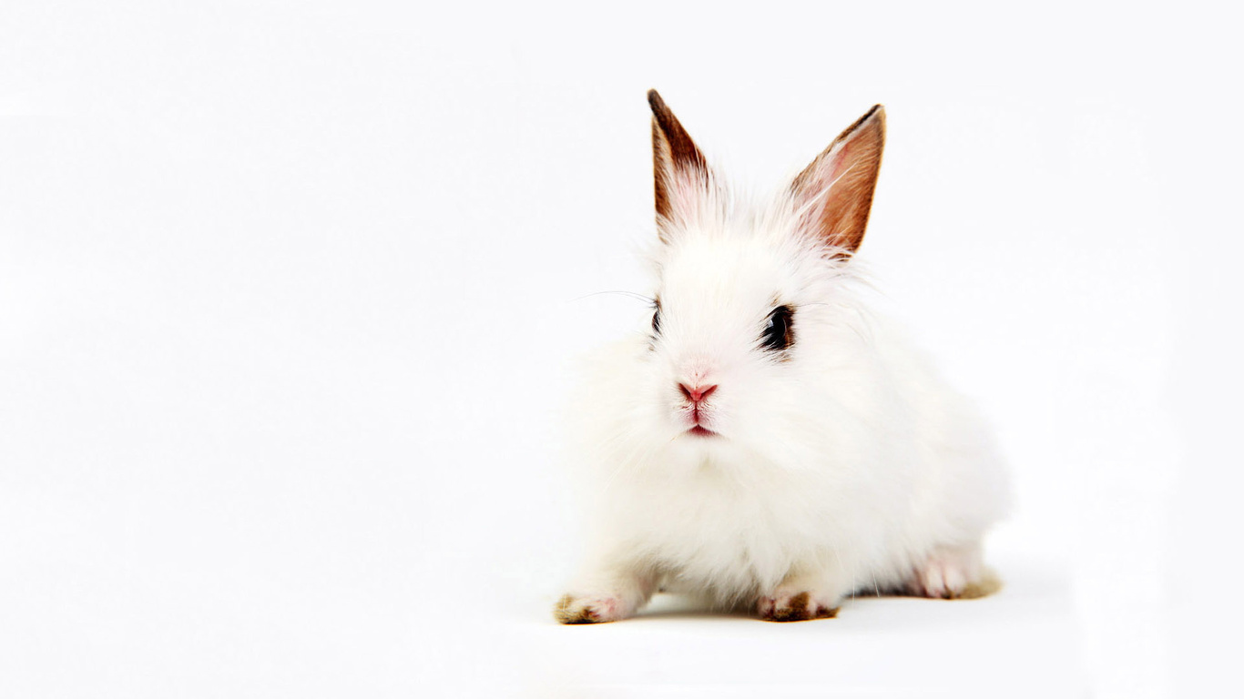 fond d'écran lapin,lapin,lapin domestique,lapins et lièvres,moustaches,lièvre