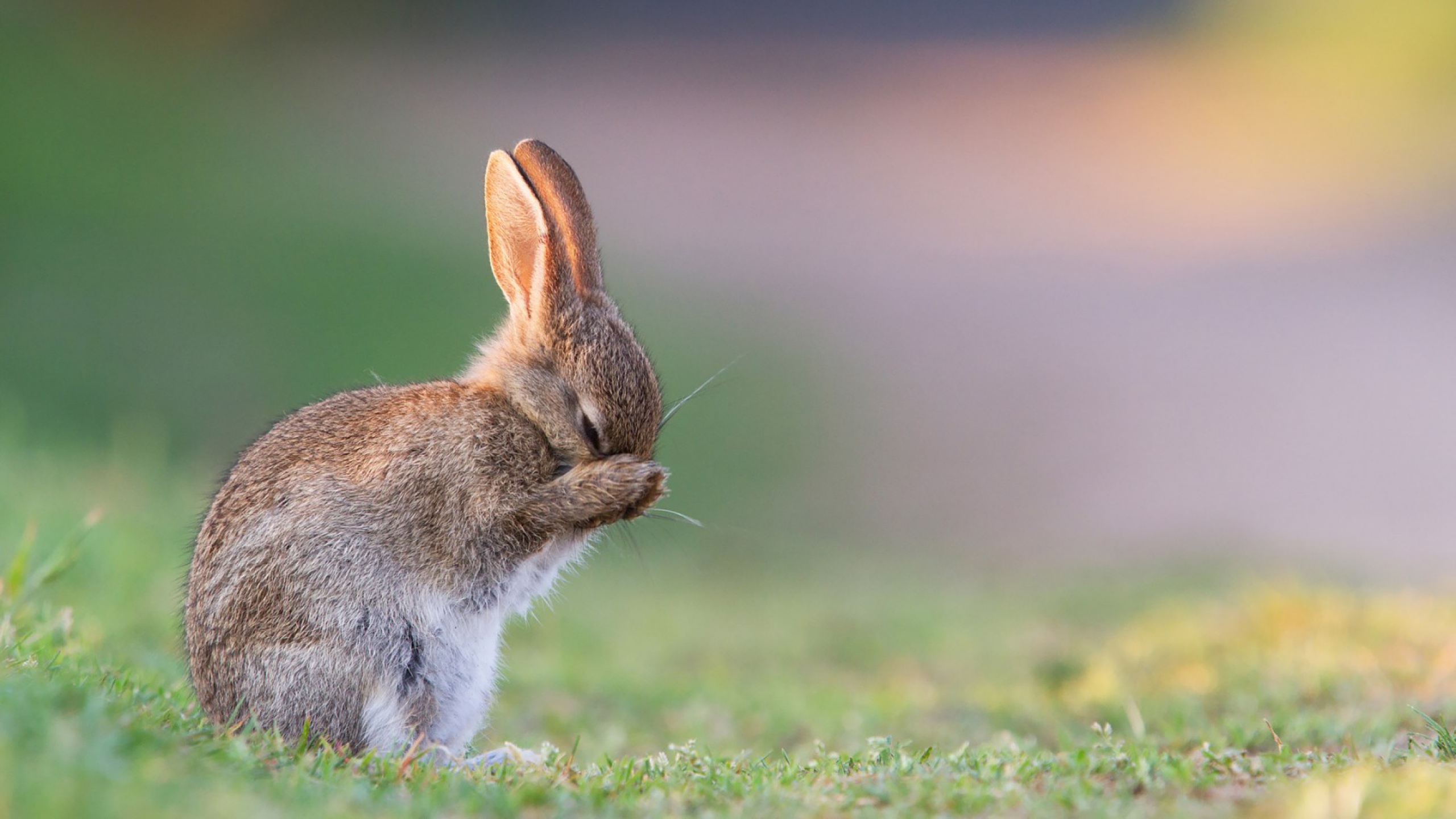 토끼 벽지,토끼,토끼,토끼와 토끼,국내 토끼,야생 동물