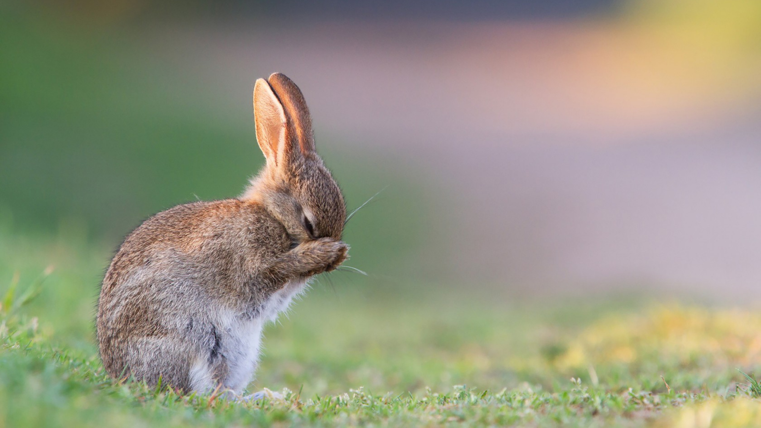 rabbit wallpaper,mammal,vertebrate,hare,mountain cottontail,rabbit