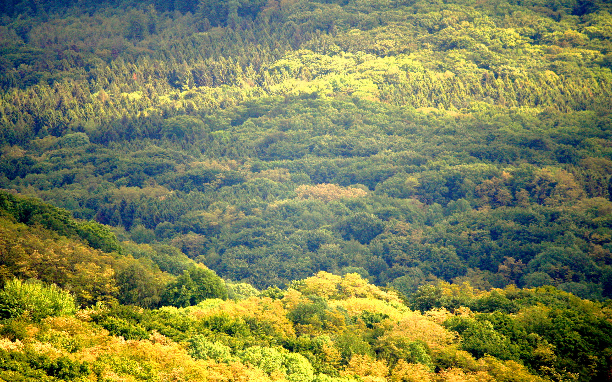 厚い壁紙,自然の風景,自然,森林