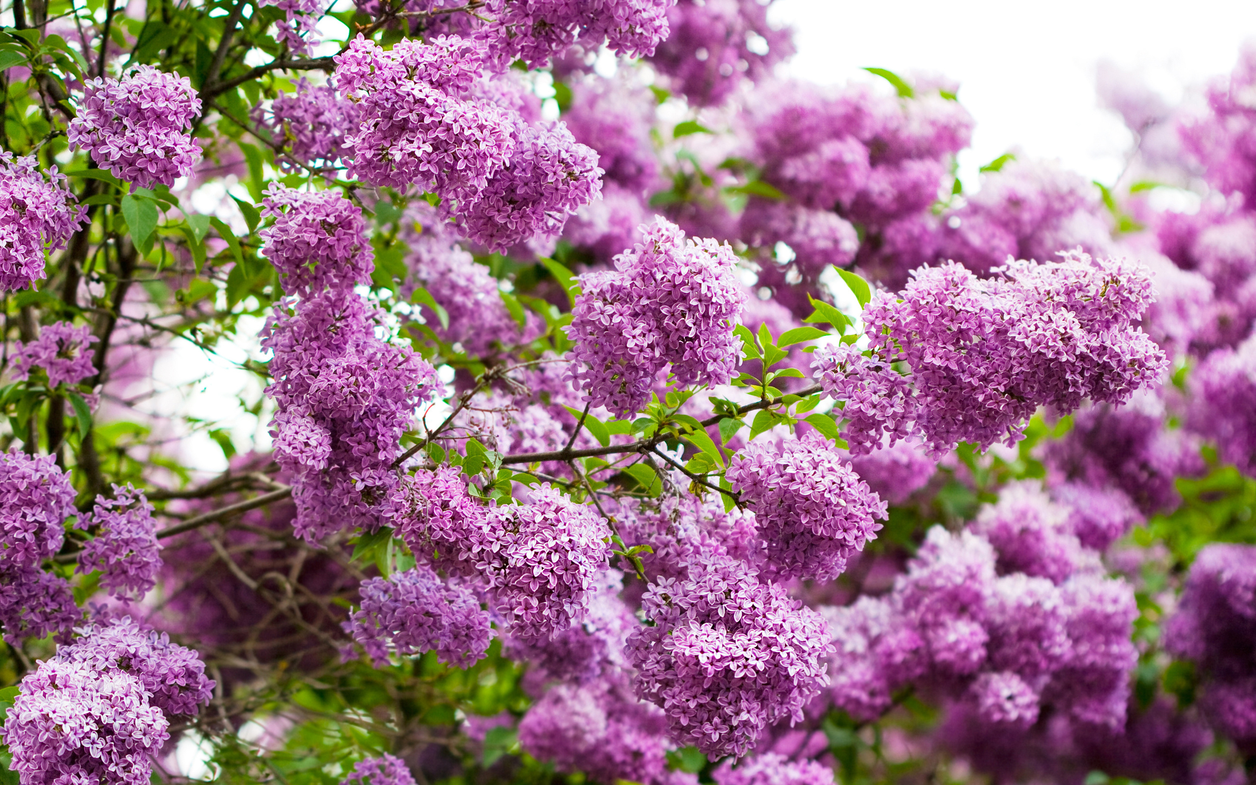 lilac wallpaper,flower,lilac,plant,purple,flowering plant
