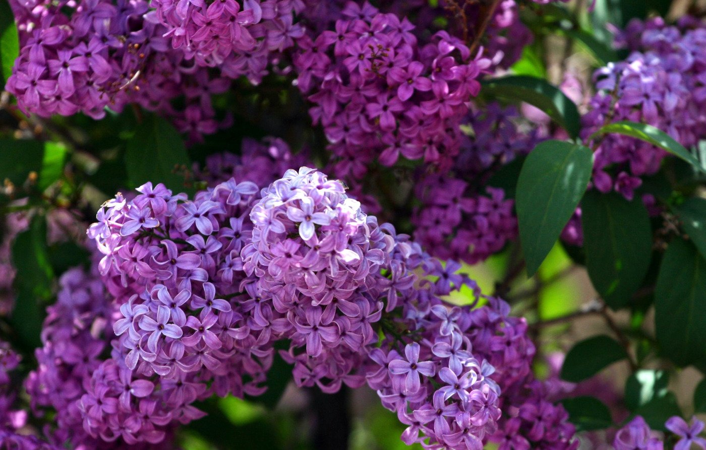 lilac wallpaper,flower,flowering plant,lilac,lilac,plant