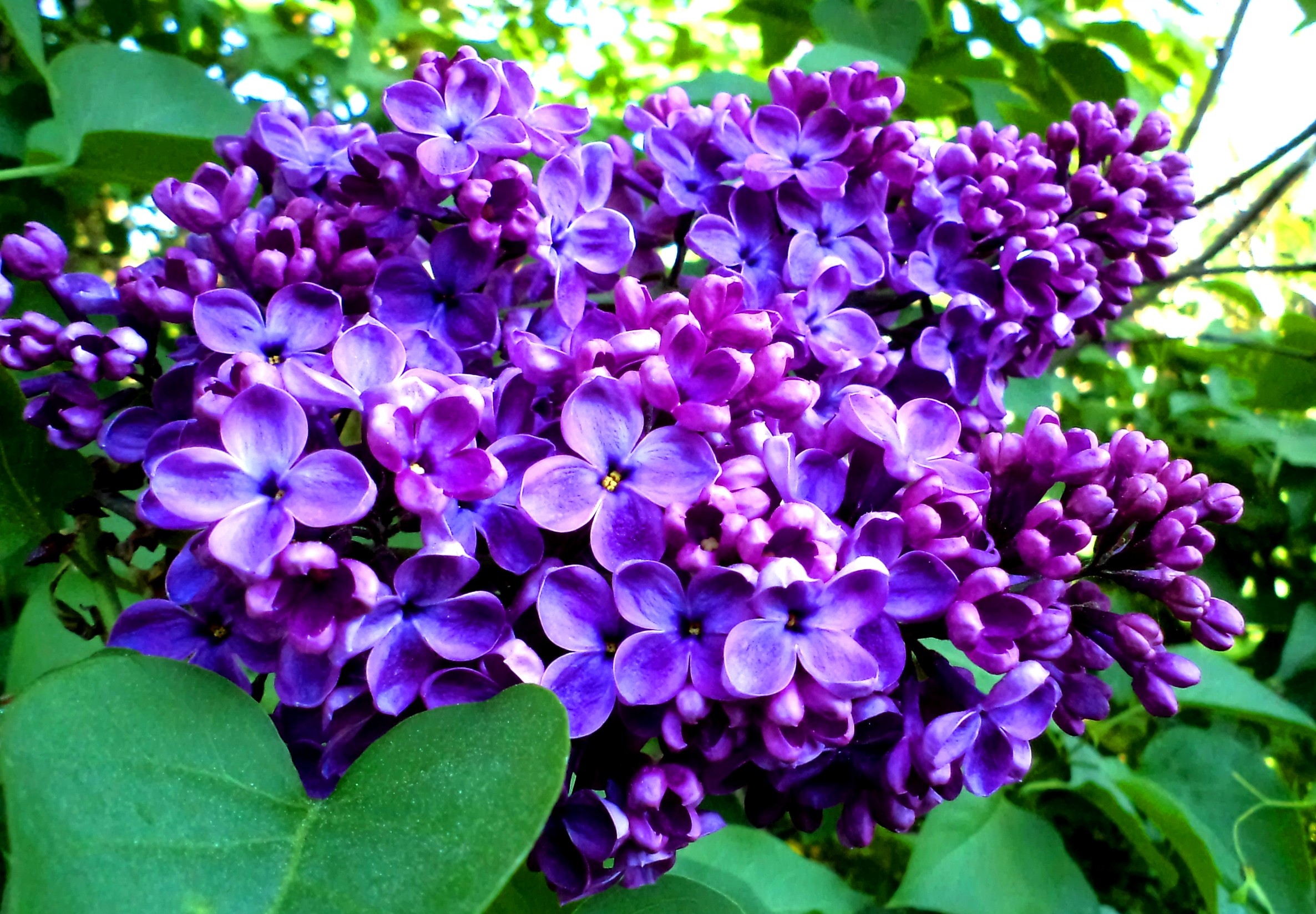 lilac wallpaper,flower,flowering plant,plant,lilac,purple