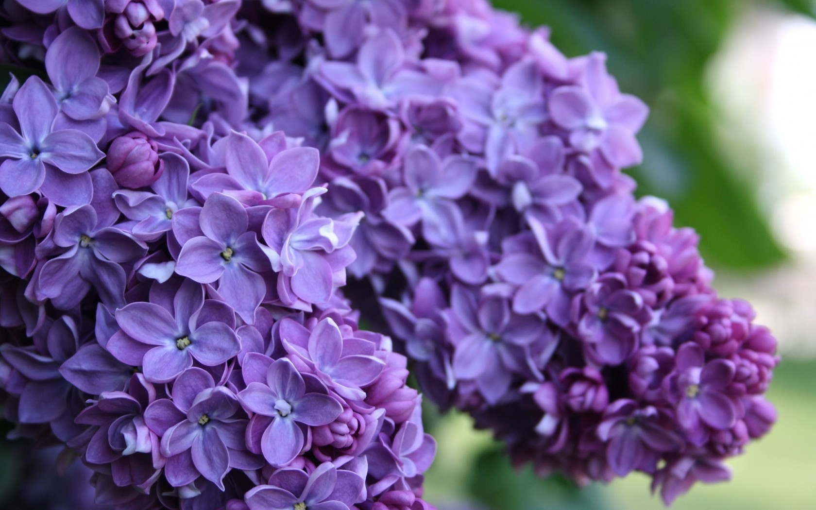 lilac wallpaper,flower,flowering plant,lilac,lilac,lavender
