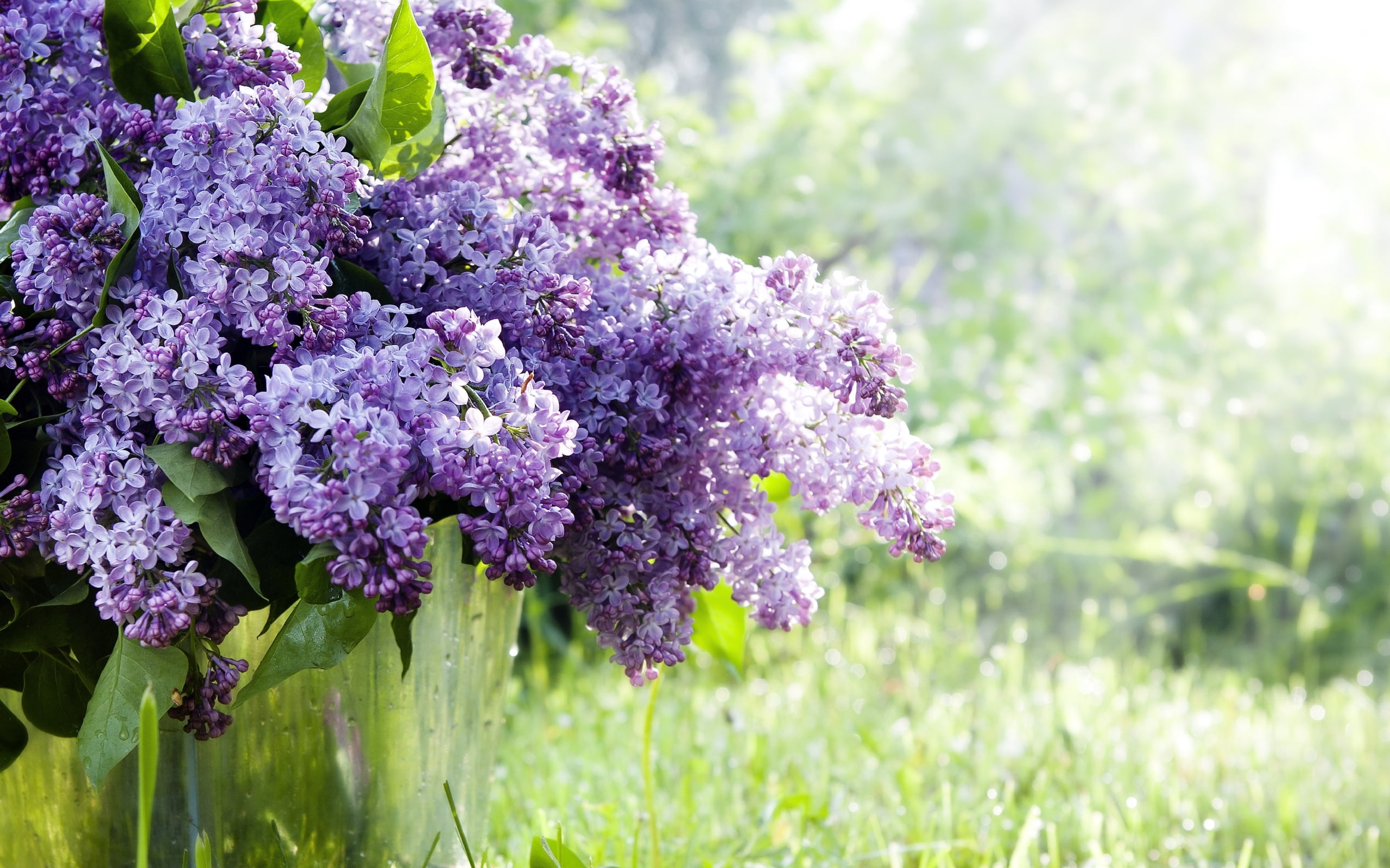 lilac wallpaper,flower,lilac,lavender,purple,plant