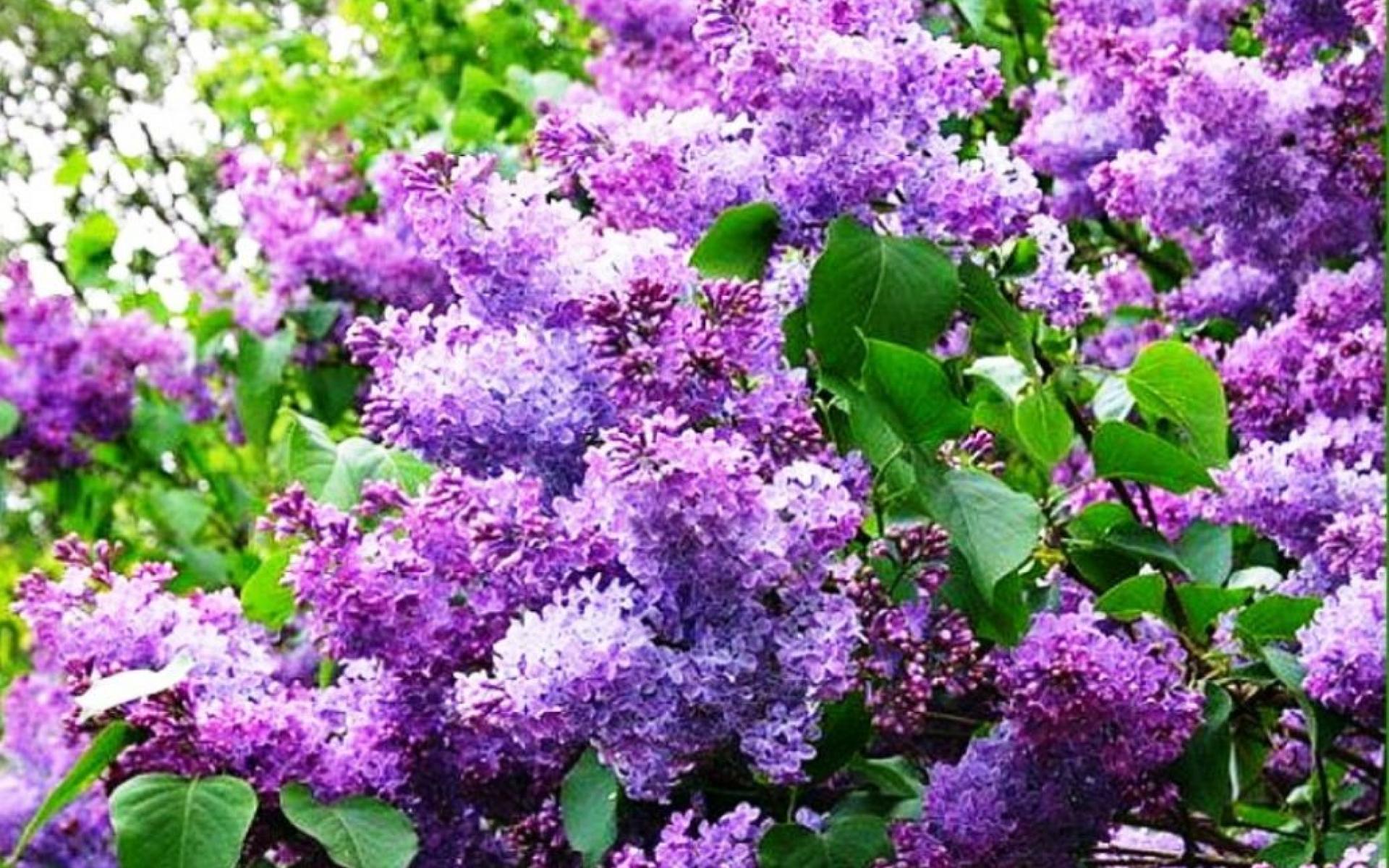 papier peint lilas,fleur,lilas,plante,violet,violet