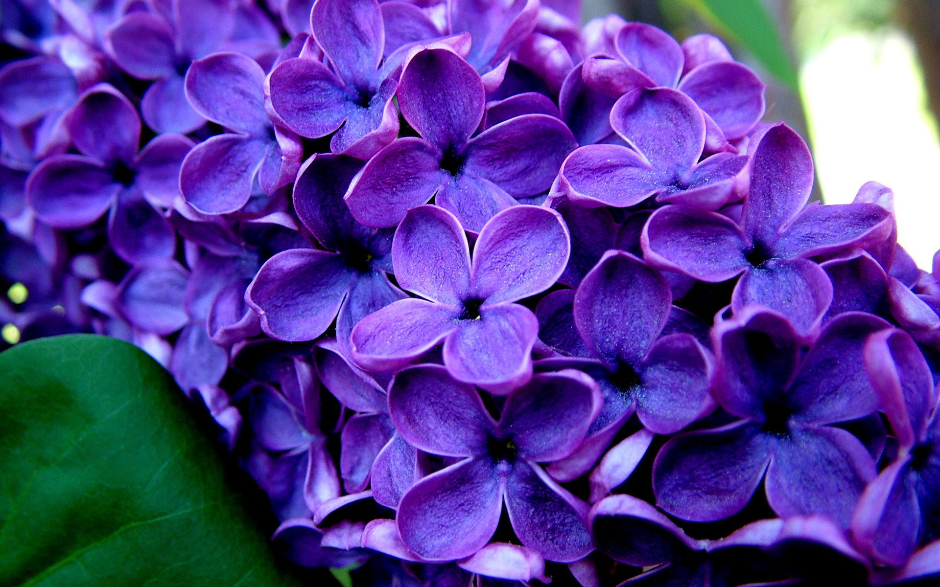 papel pintado lila,flor,planta floreciendo,pétalo,lila,azul