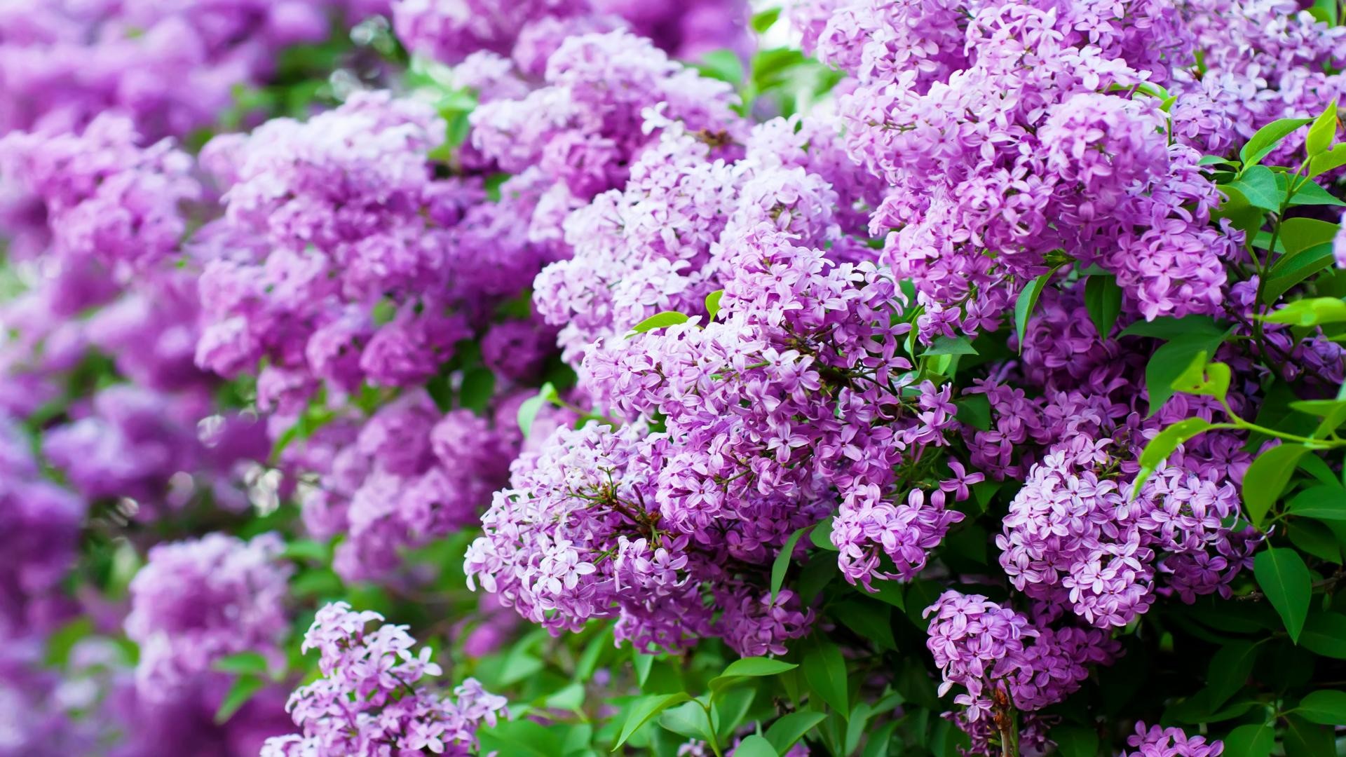 lilac wallpaper,flower,lilac,purple,plant,violet