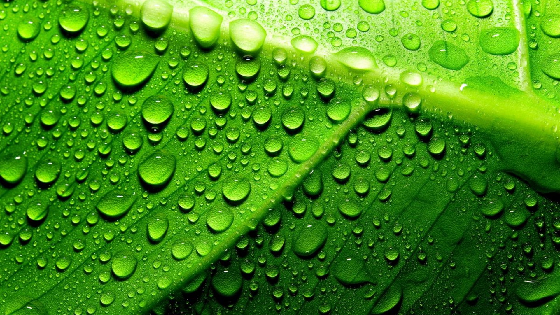 fondo de pantalla hd fondo de pantalla,verde,rocío,humedad,hoja,agua