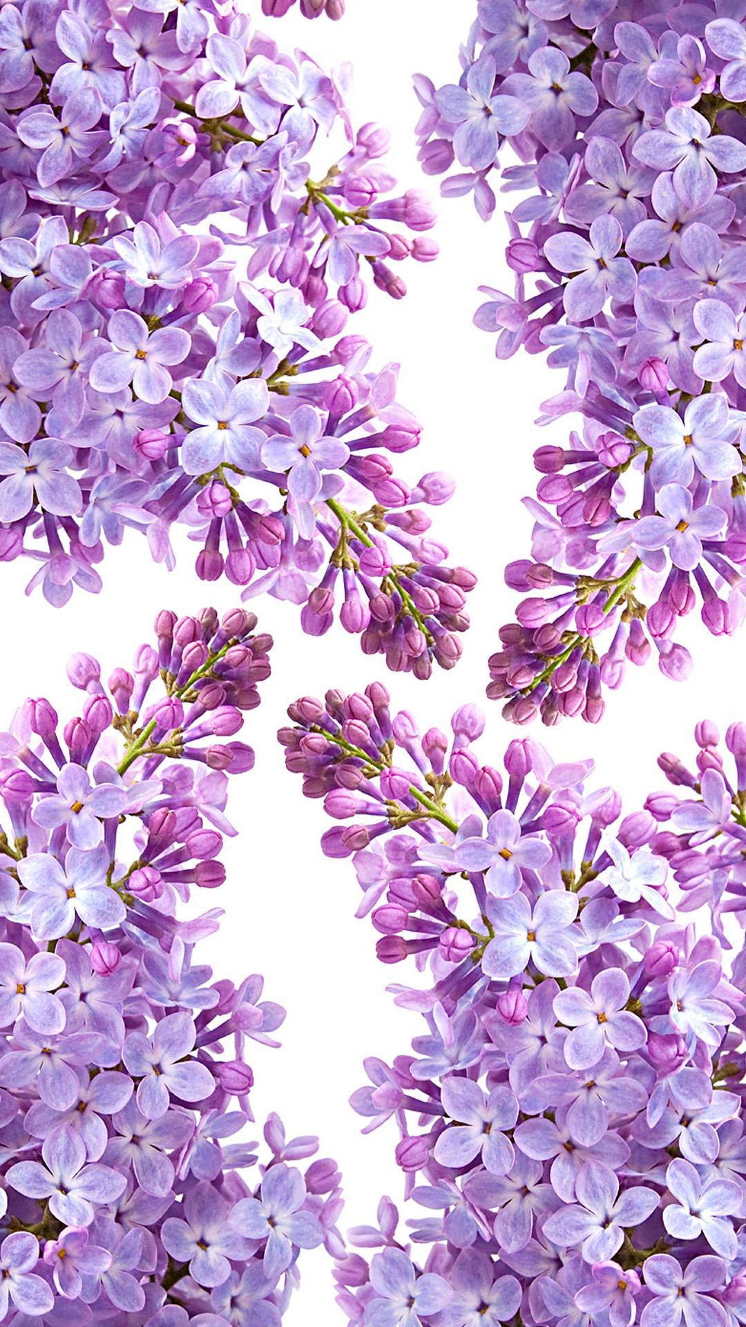 라일락 벽지,라일락 꽃,라벤더,제비꽃,보라색,라일락 꽃
