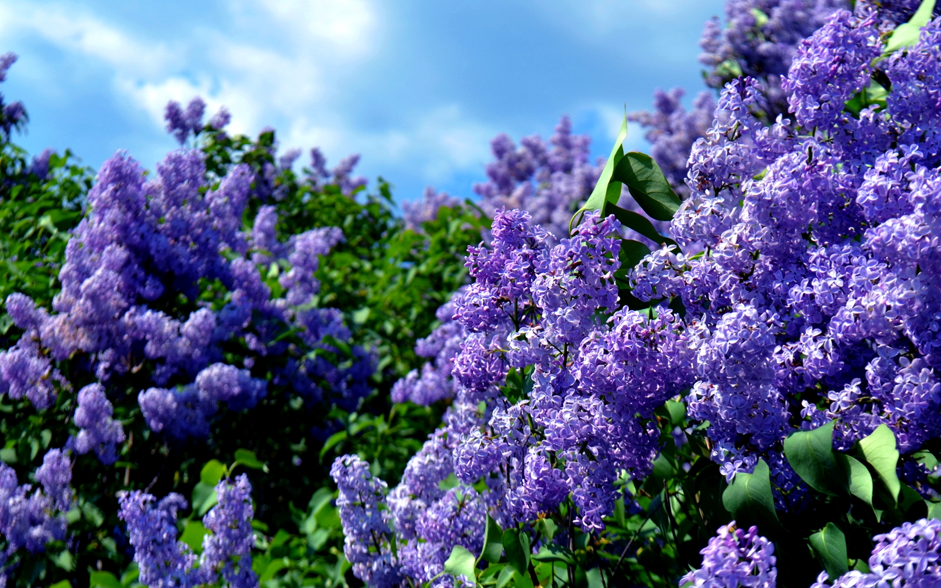 lilac wallpaper,lavender,lilac,flower,blue,purple